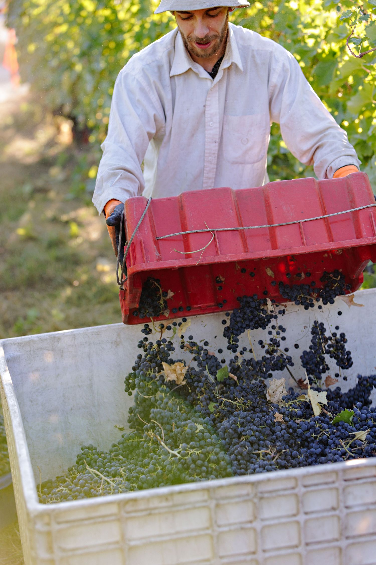 Worker dumps freshly harvested grapes from red container into large collection bin during autumn harvest.