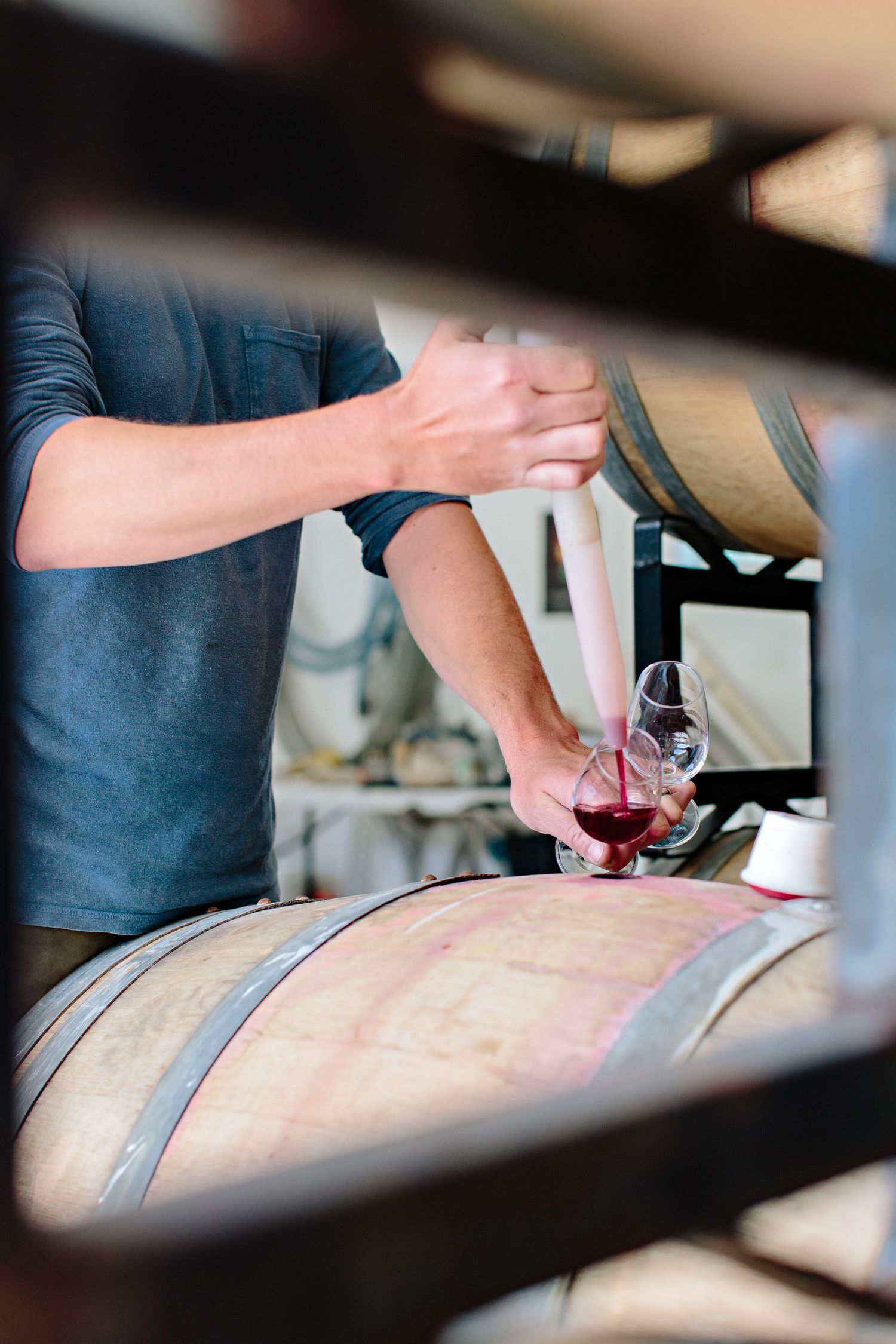 Wine maker draws red wine sample from oak barrel for testing in winery cellar.