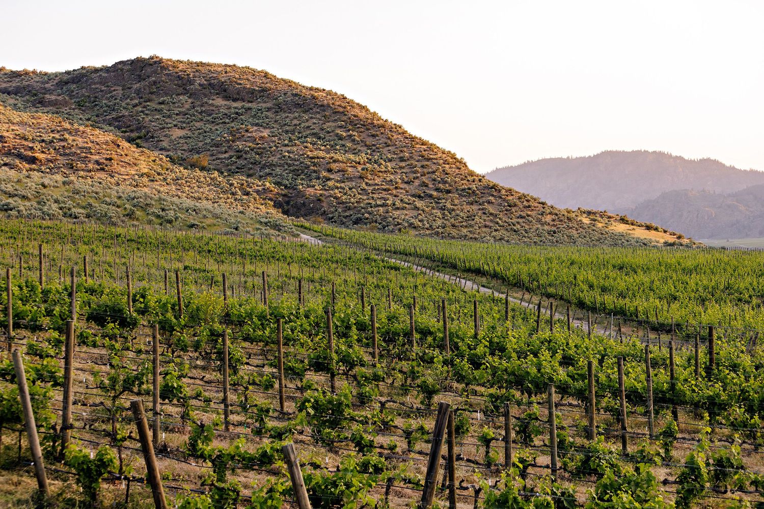 Rows of grapevines stretch across a hillside vineyard with golden hills and mountains in the distance during sunset.