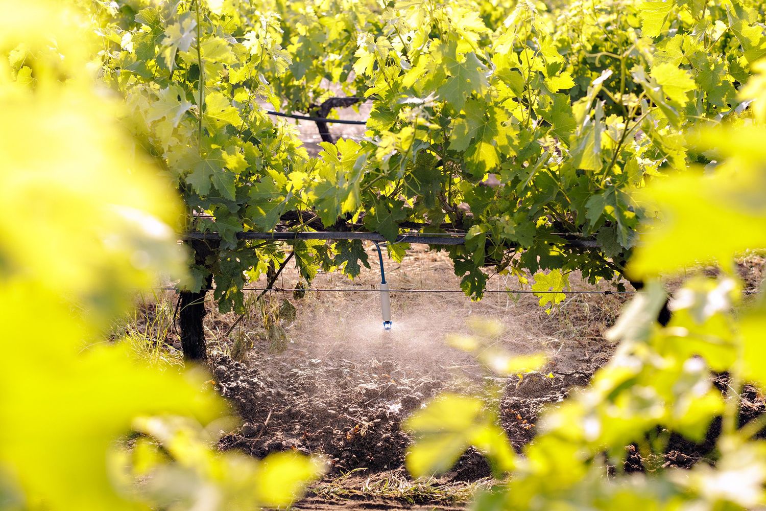 Sunlit vineyard path framed by green grapevines with dappled light filtering through the leaves on a bright summer day.
