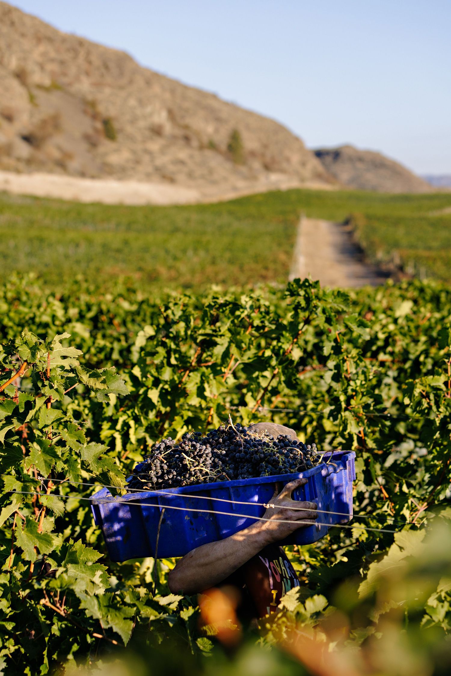 Fresh grapes being harvested into blue collection bins in a lush vineyard with desert hills in the background.