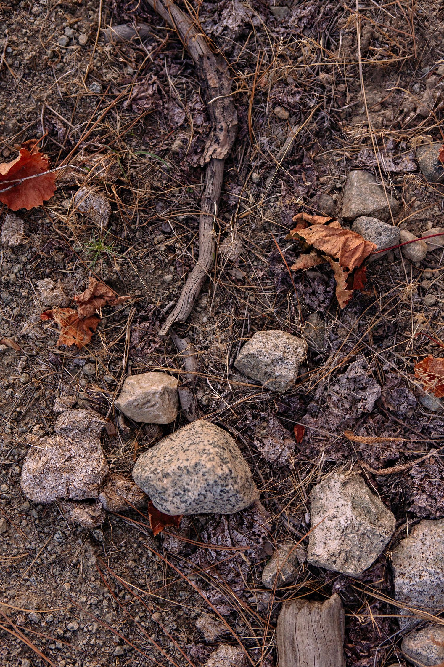 Scattered rocks and dried autumn leaves on dirt ground with twigs and bare branches creating natural texture.
