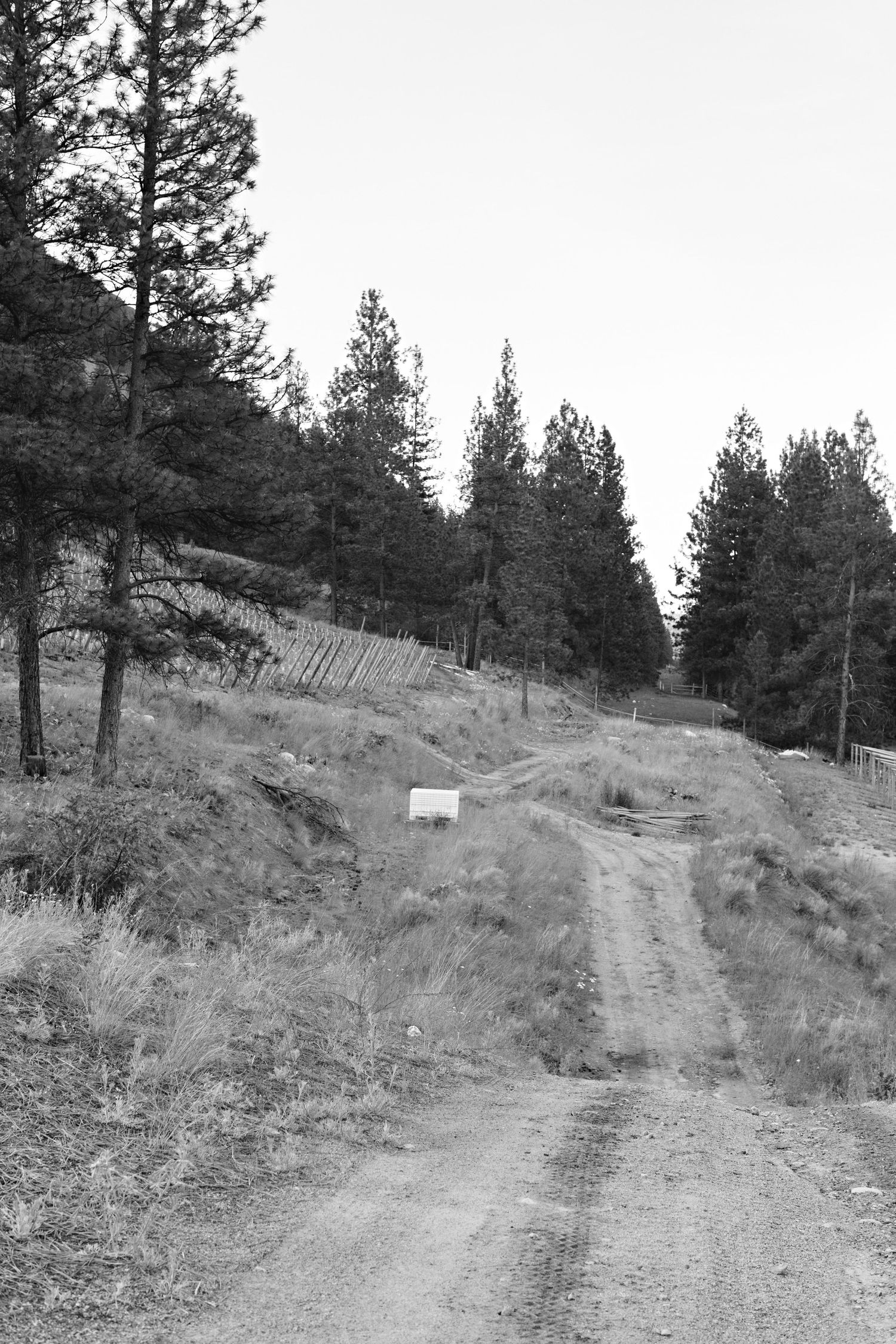 Rural dirt road winding through hillside with tall pine trees in black and white photography.