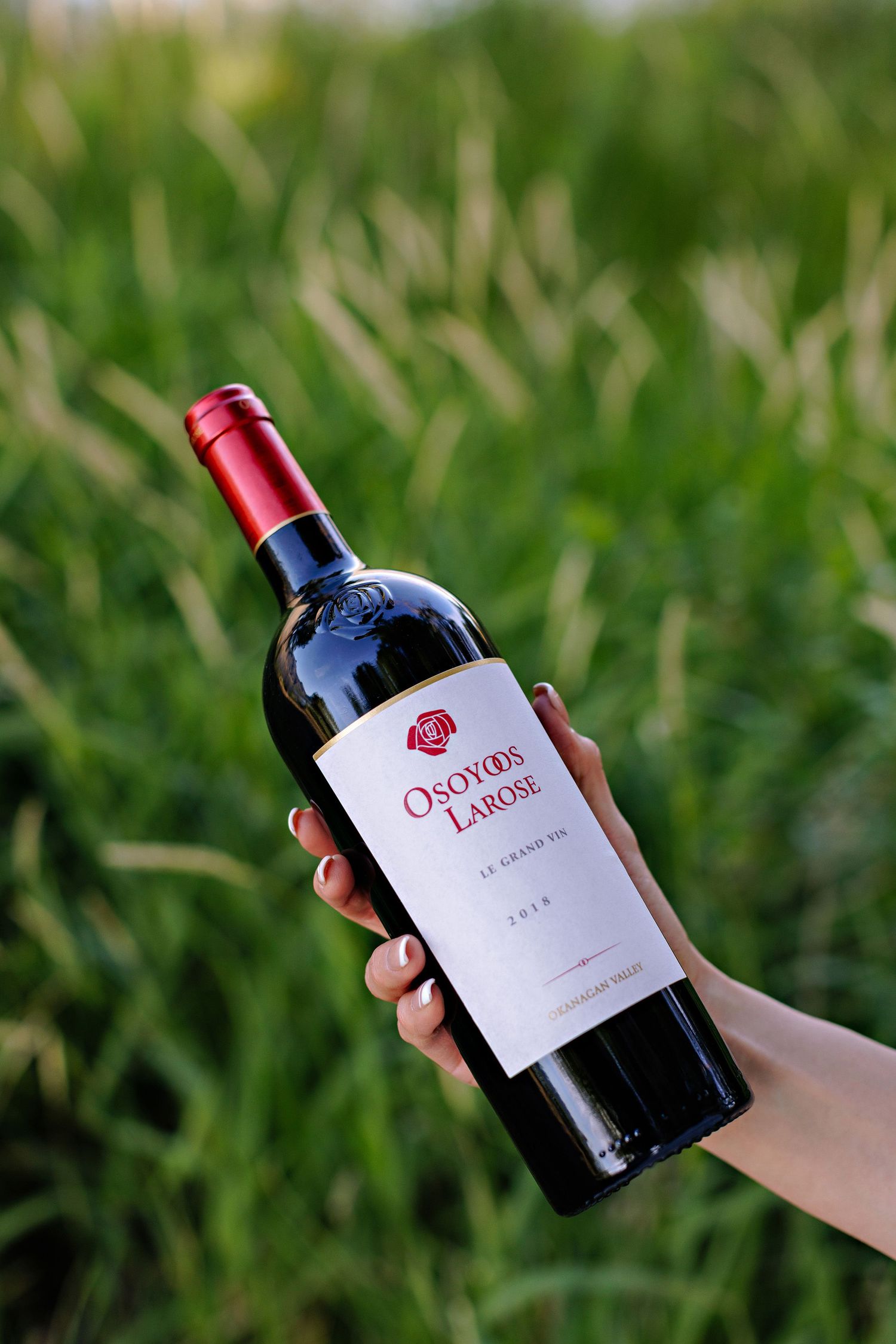 Hand holding bottle of Osoyoos Larose red wine against blurred green grass background.
