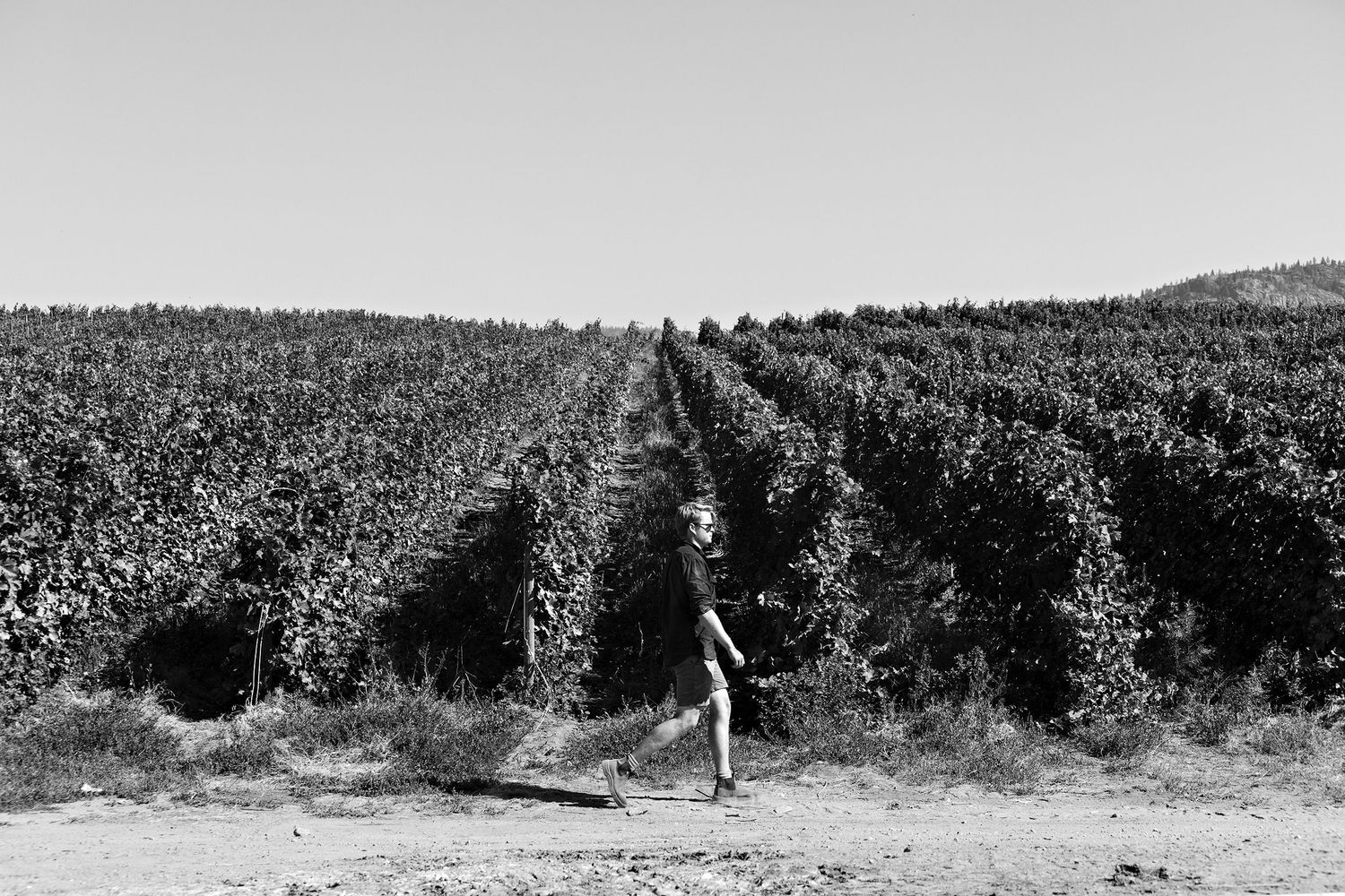 A silhouetted figure stands in a black and white landscape between rows of manicured orchard trees.