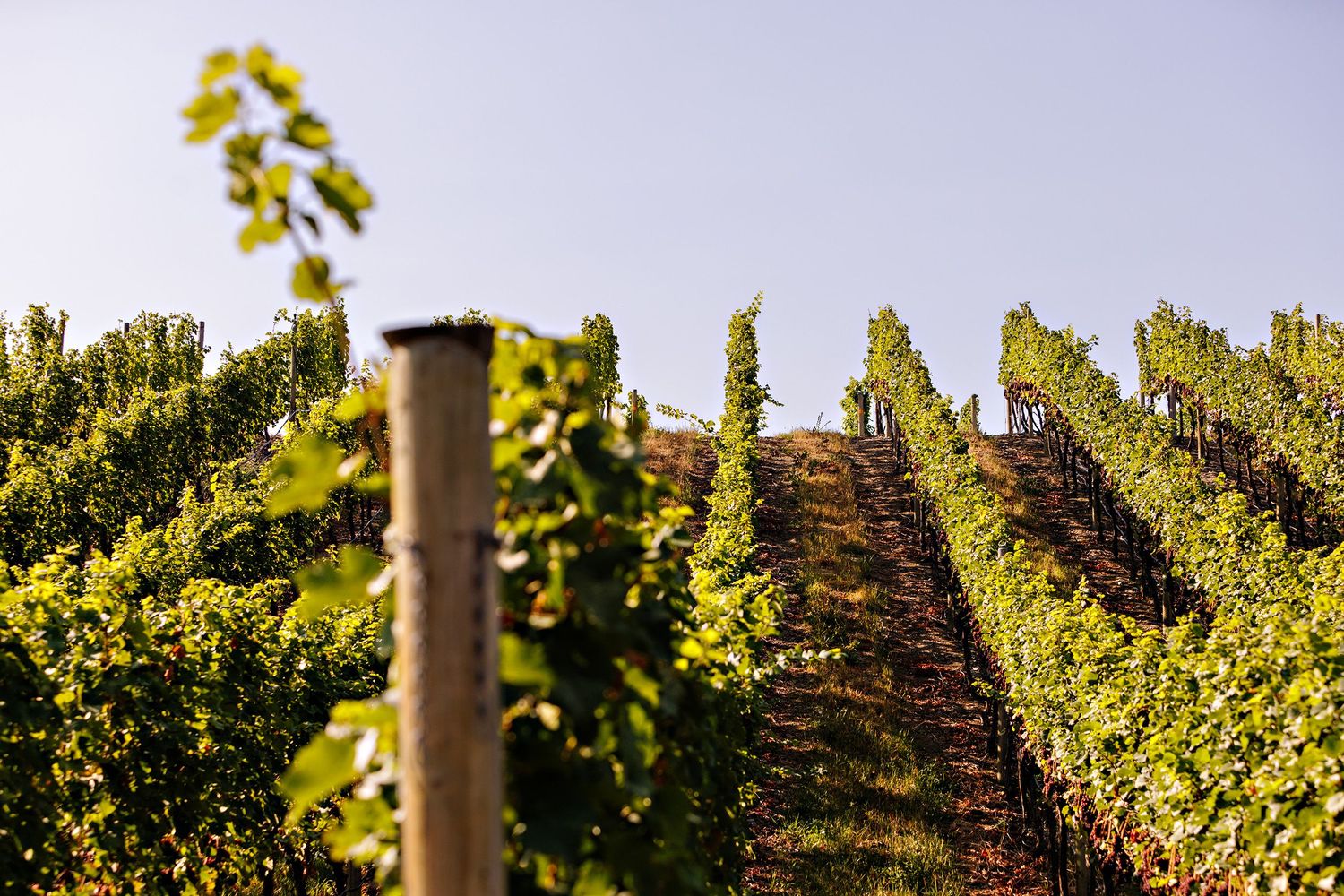 Rows of vibrant green grapevines stretch across a sunny vineyard with wooden posts marking the orderly paths between them.