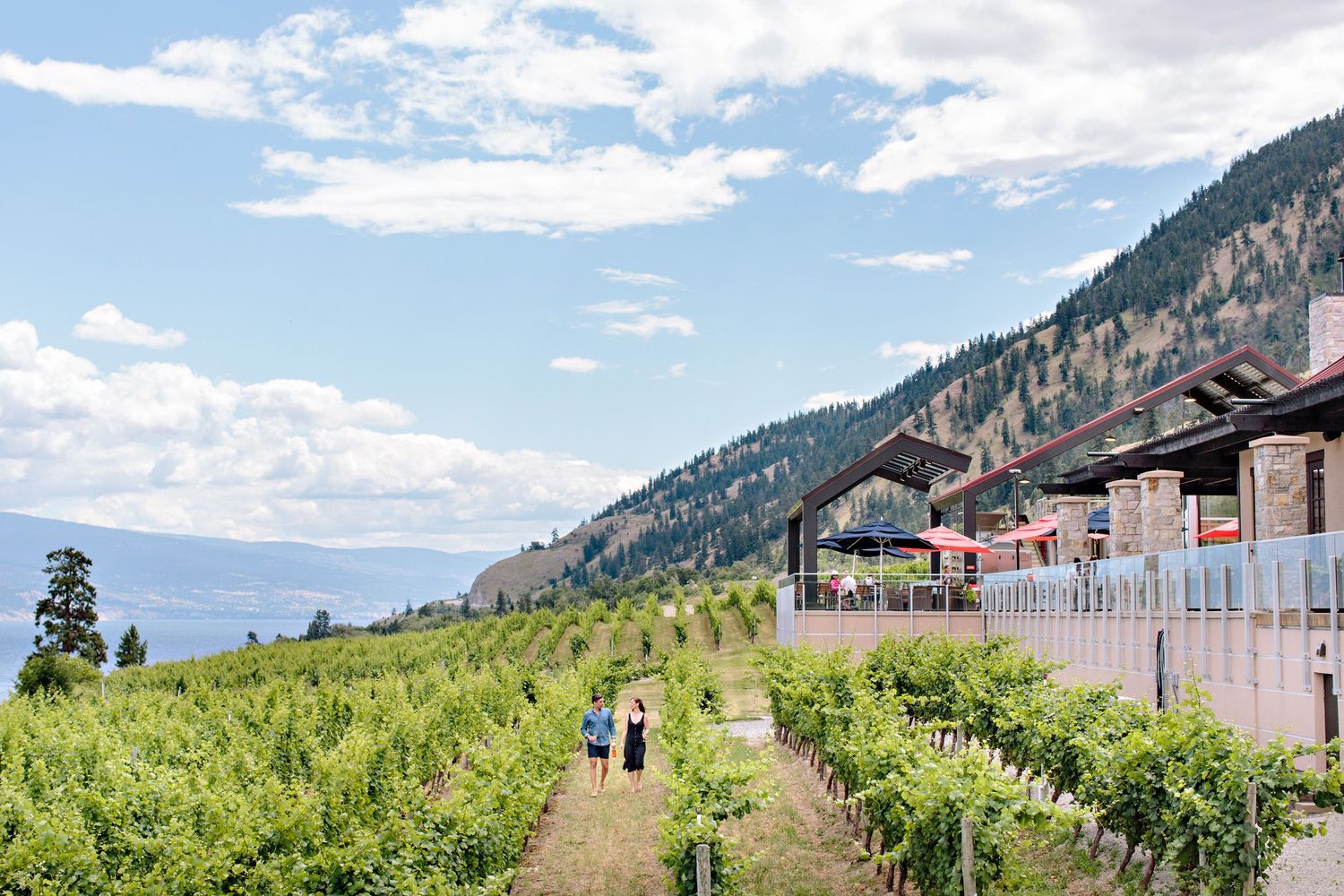 Scenic lakeside vineyard path with houses and mountains in the Okanagan Valley on a sunny summer day.