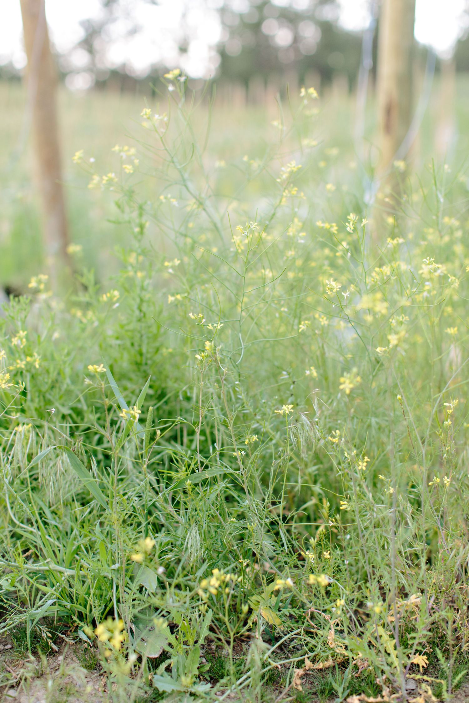 Delicate yellow wildflowers growing between vineyard rows in soft focus.