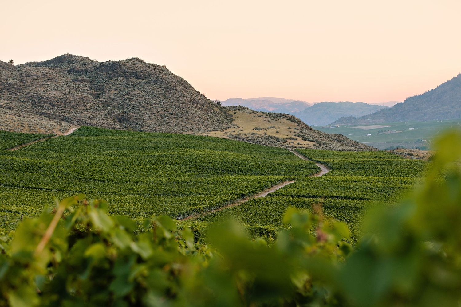 Rolling vineyard landscape with winding road through green plantings and rugged mountains at sunset.