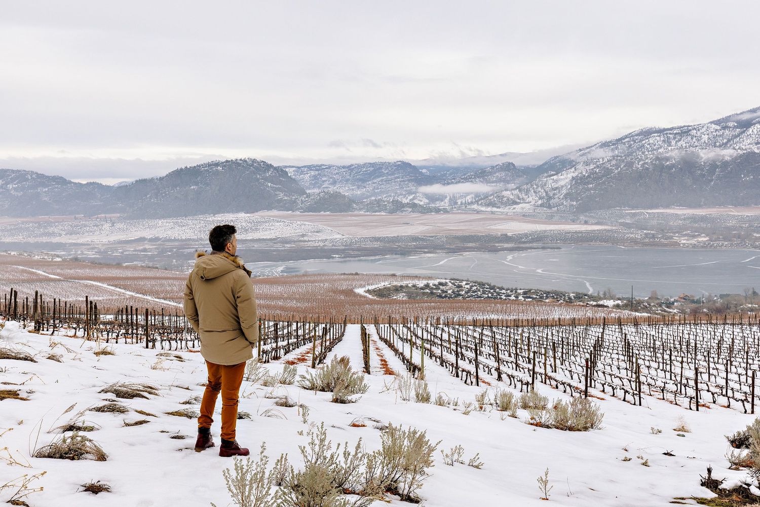 Person in winter coat looks out over snow-covered vineyard with snowy mountains in the distance.