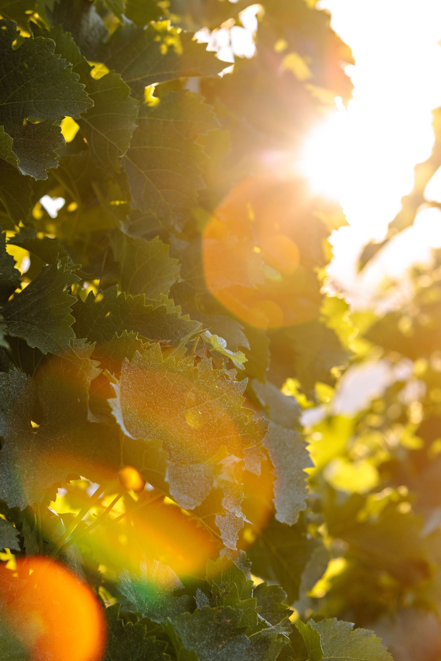 Sunlight streams through green grape vine leaves creating a warm golden glow in a vineyard.