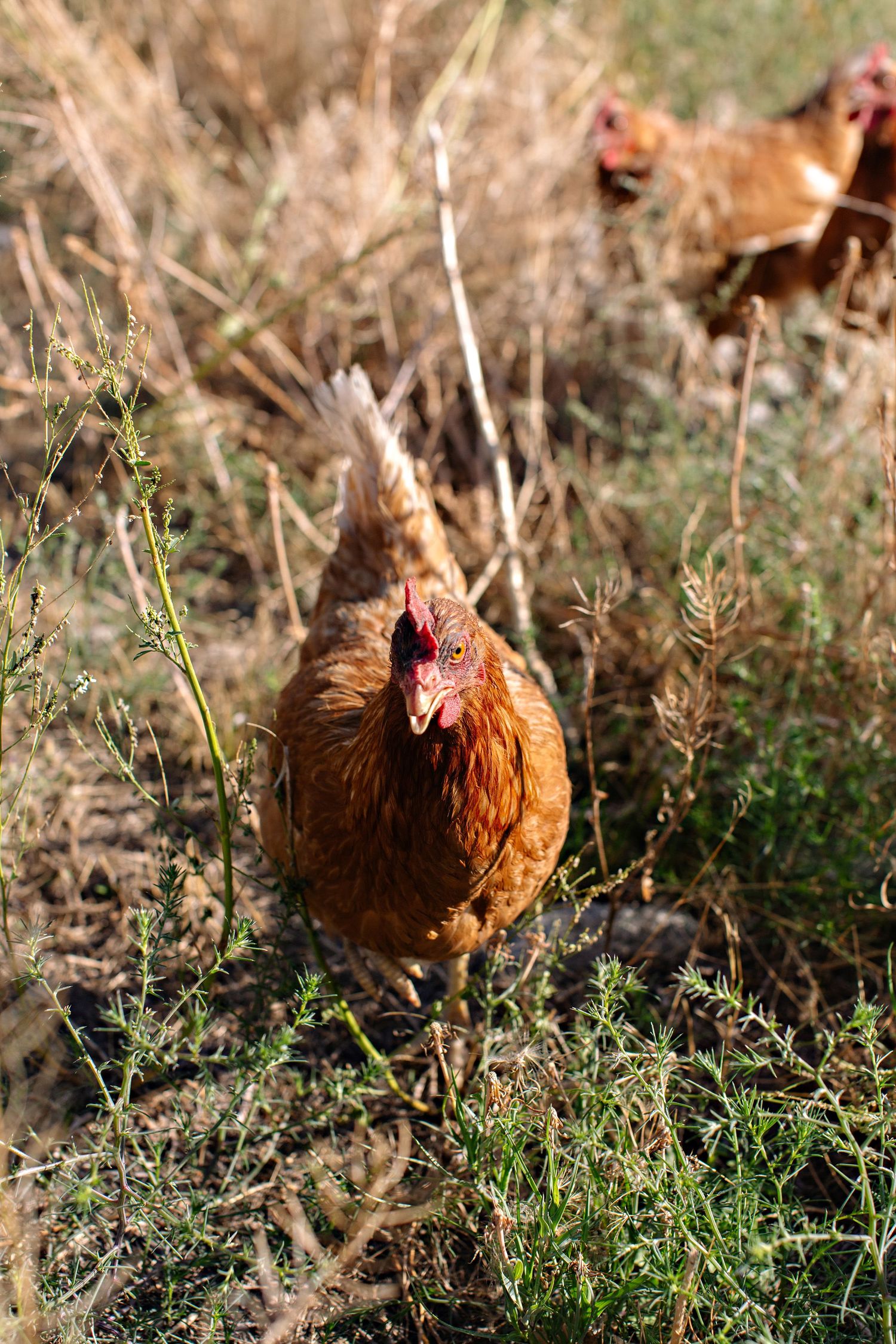 Brown chicken foraging in dry grass and brush on a sunny day, seen from a close-up perspective.