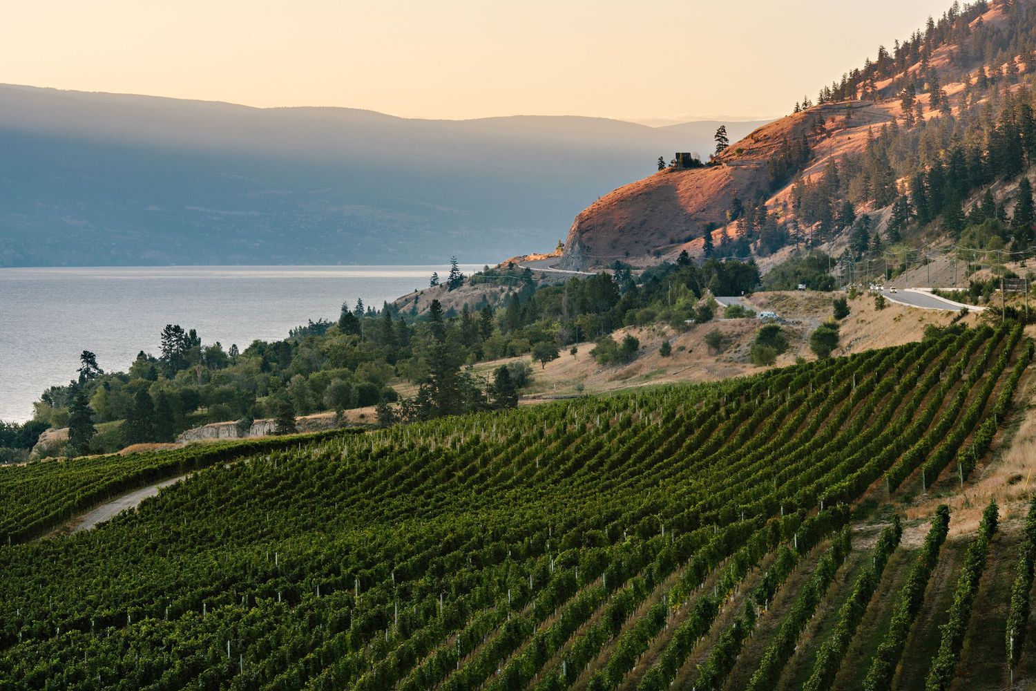 Vineyard rows stretch along a hillside overlooking a lake during golden hour in wine country.
