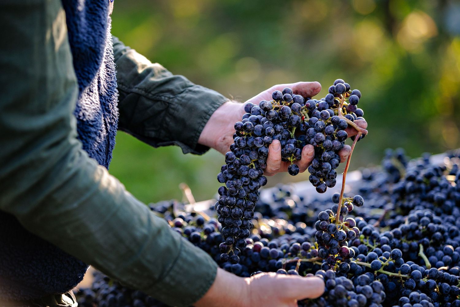 Hands carefully sorting through freshly harvested clusters of dark purple wine grapes during autumn harvest.