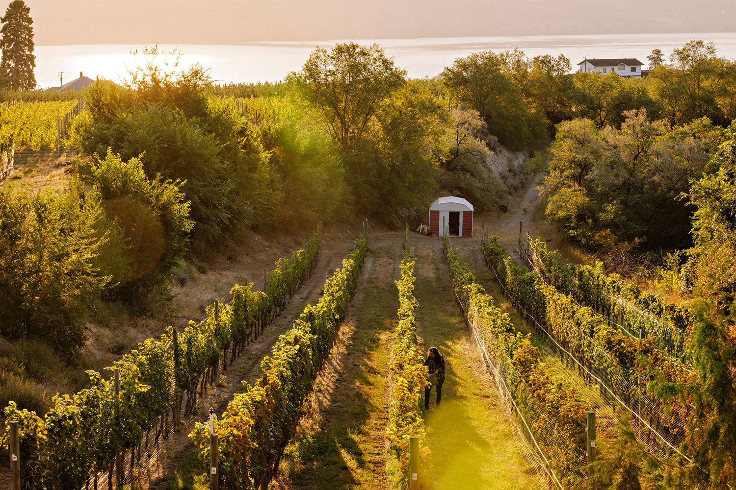 Scenic vineyard with rows of grape vines leading to a small gazebo structure at sunset with golden light filtering through trees.
