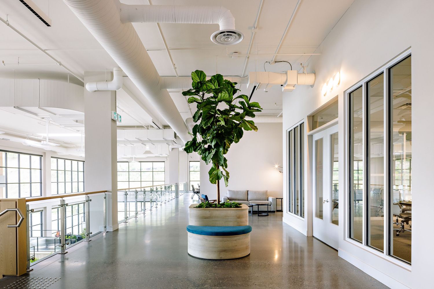 Modern office interior with large fiddle leaf fig plant in blue and white planter, glass walls and bright hallway lighting.