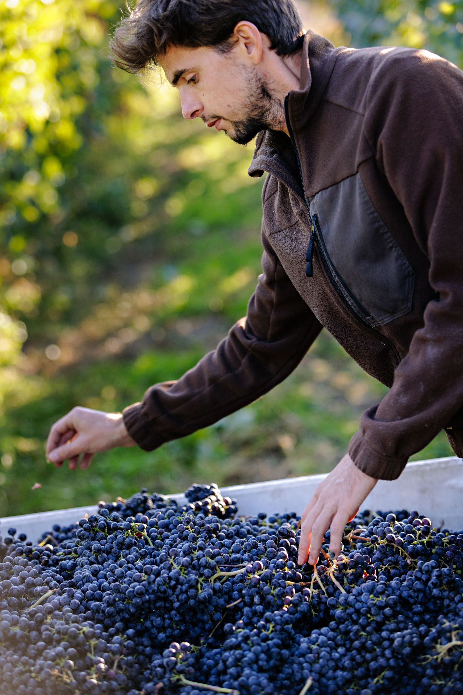 Person sorting through freshly harvested wine grapes in a collection bin during harvest season.