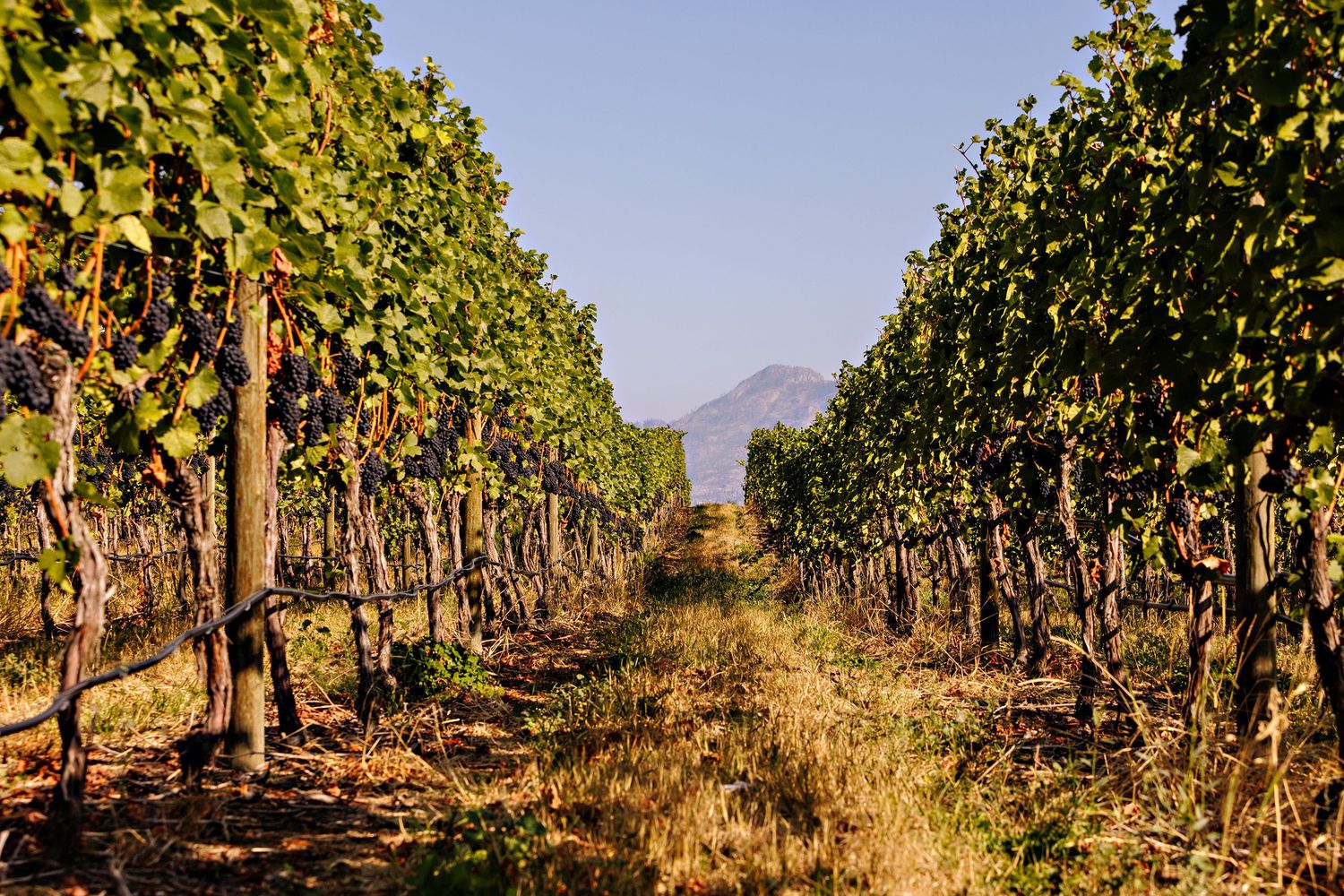 Rows of grapevines in a vineyard with mountains visible in the distance on a sunny day.
