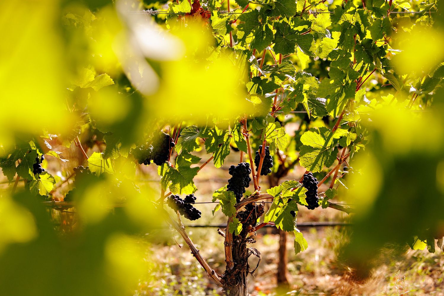 Close-up of wine grapes growing on vines with sunlight filtering through green leaves.