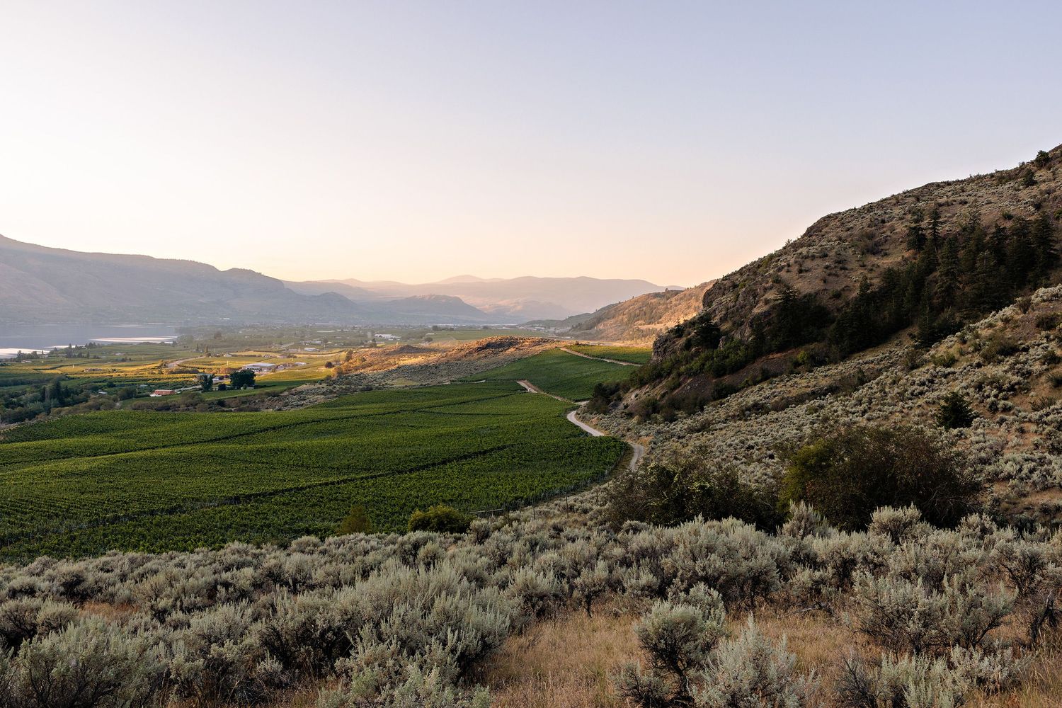 Scenic view of green vineyard valley with sagebrush in foreground and mountains at sunset in Washington state.
