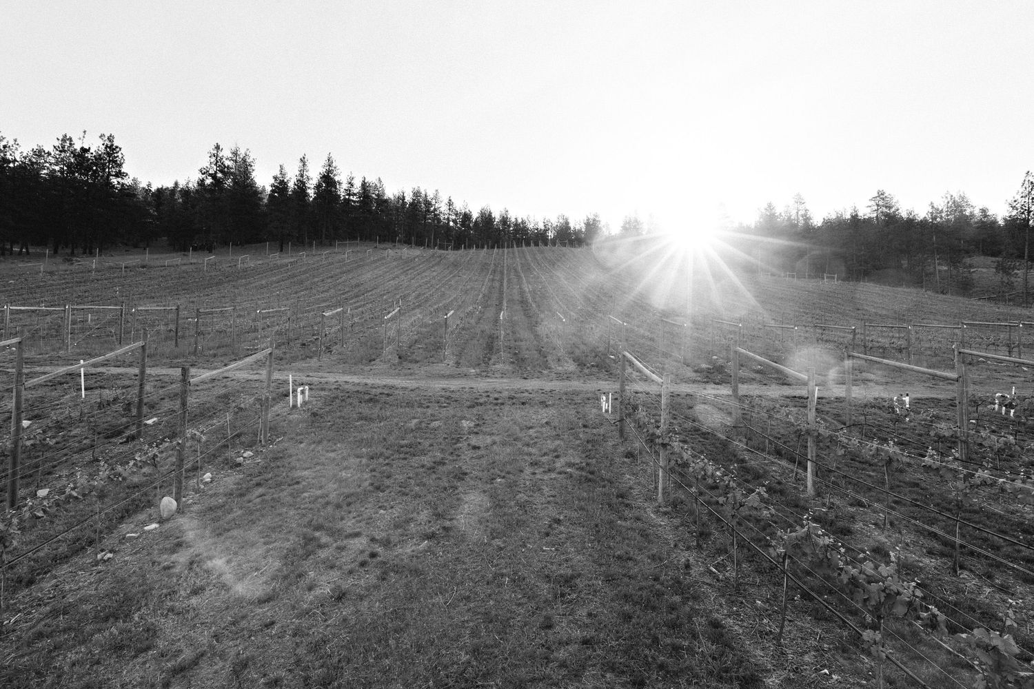 Black and white agricultural field with wooden fence posts and a bright sun flare on the horizon.