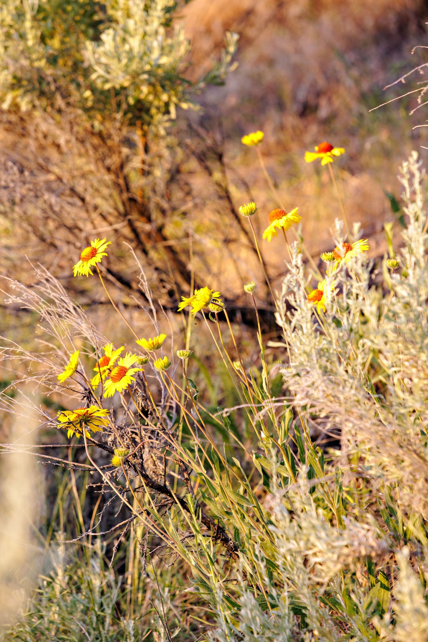 Yellow wildflowers bloom among dry desert brush and grasses in warm golden sunlight.