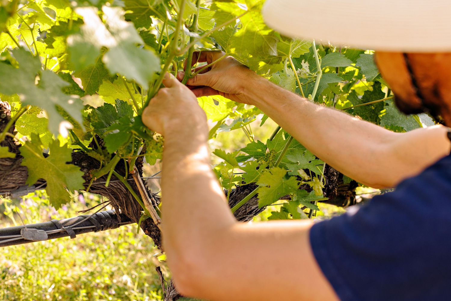 Hands pruning grape vines in a sunny vineyard during harvest season.