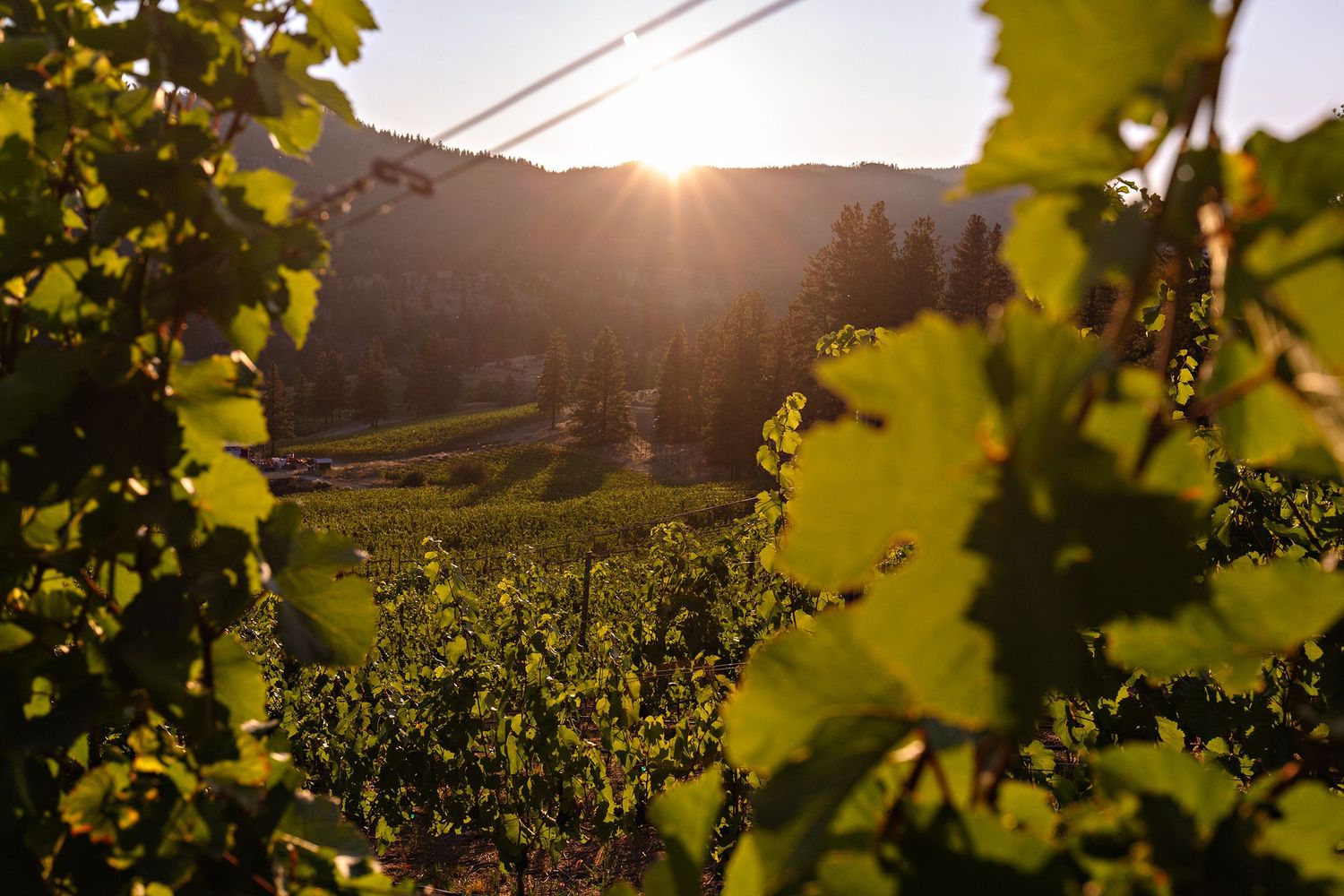 Sun setting over rolling vineyard hills with grape vines in the foreground creating a warm golden glow in wine country.