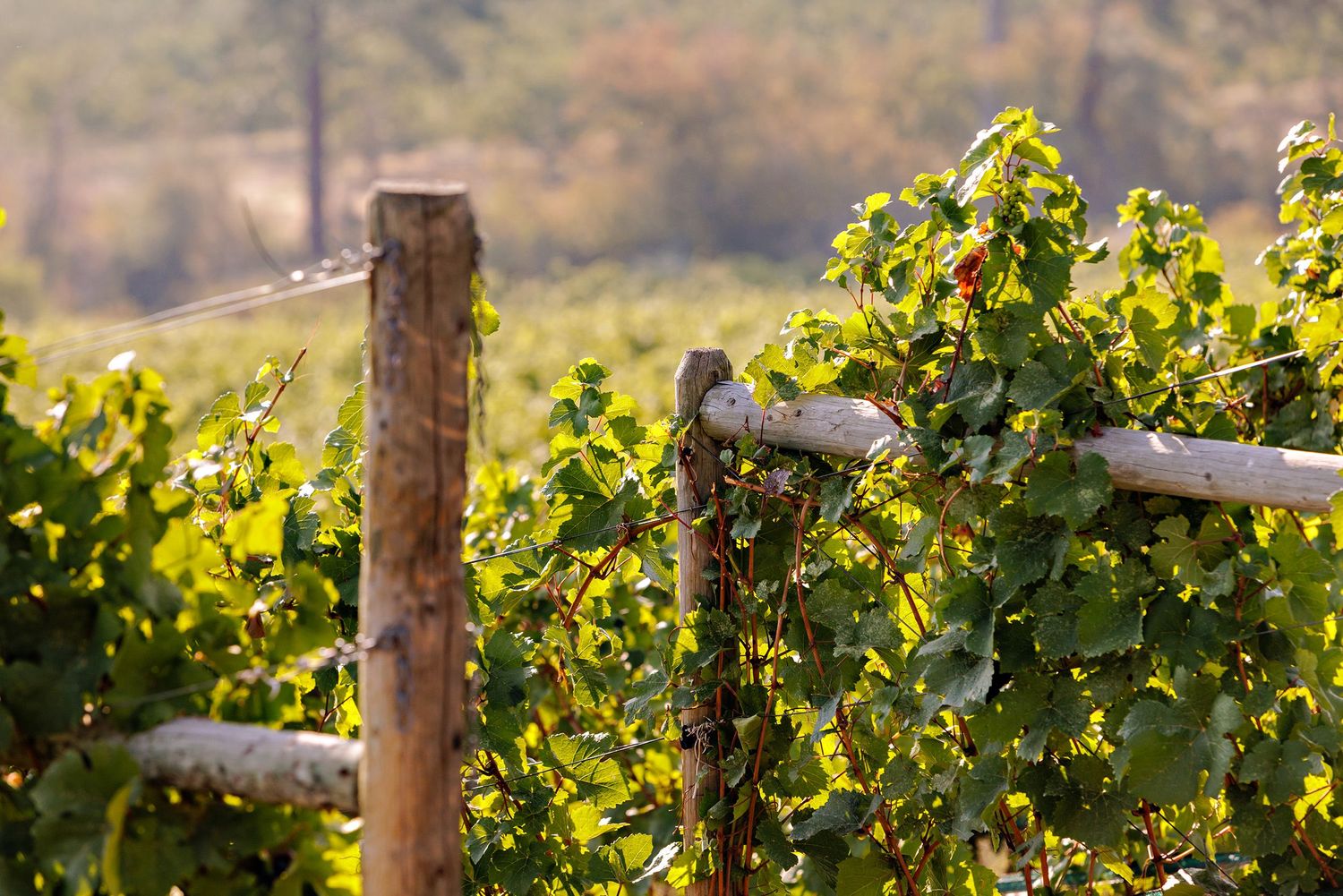 Close-up of wooden posts and vine supports in a sunlit vineyard with lush green grapevines.