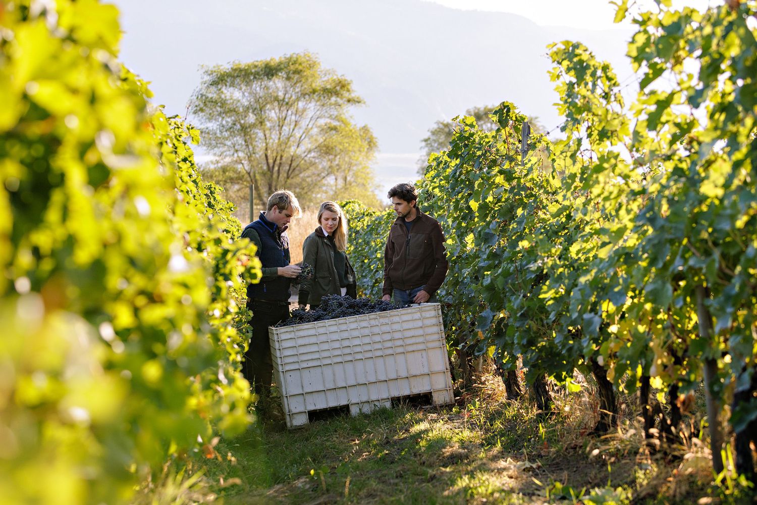 Workers harvest grapes in a sunlit vineyard during autumn harvest season with crates between lush green vines.