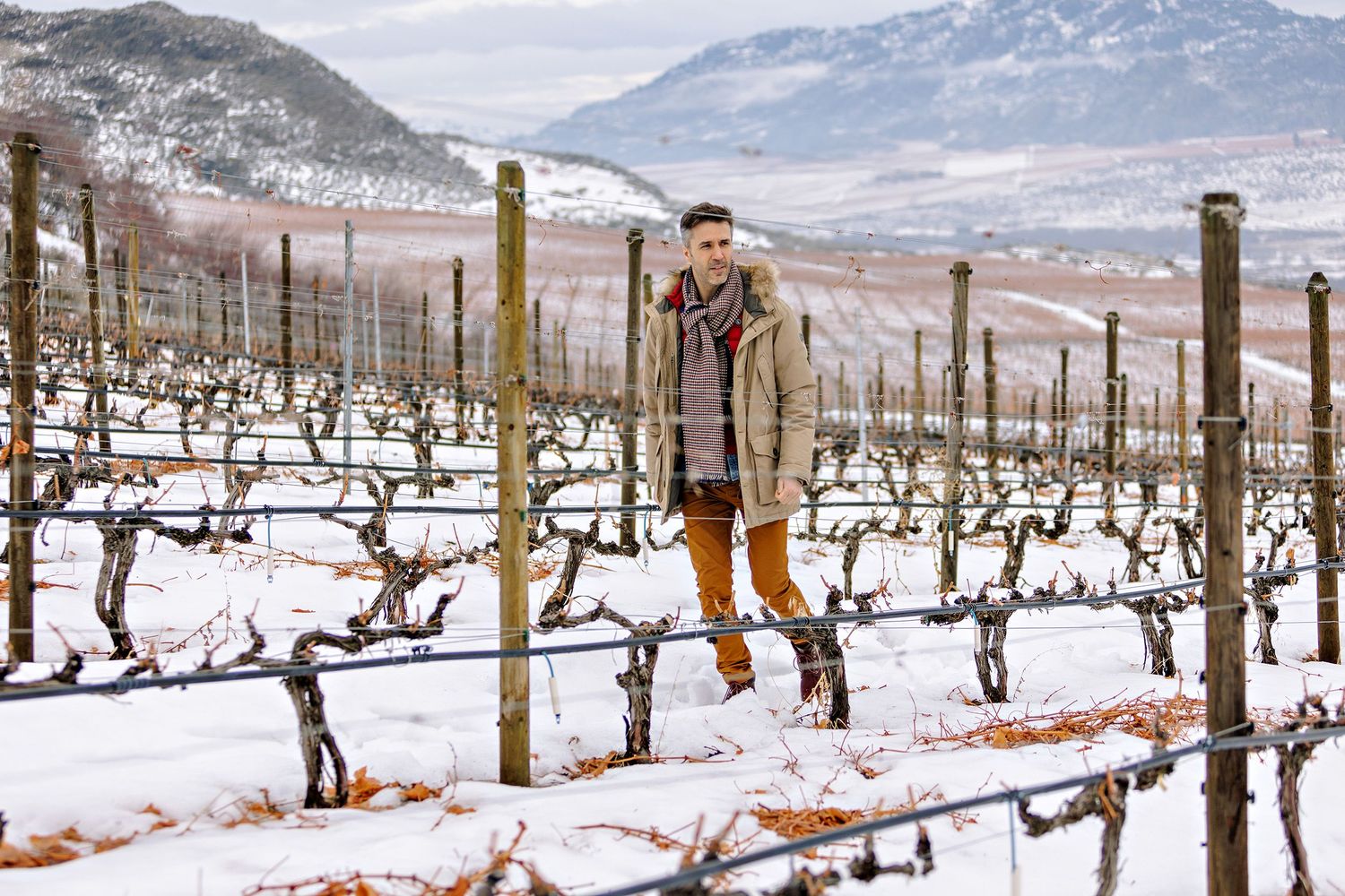 A snowy winter vineyard with dormant vines and wooden posts stretches toward snow-capped mountains in the background.