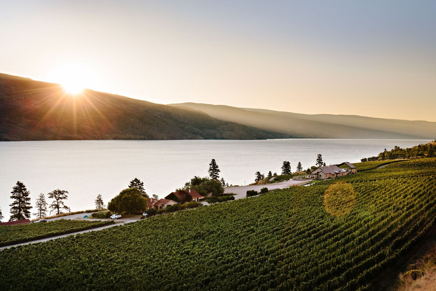 Sunset over vineyard slopes overlooking Okanagan Lake with rolling hills and scattered trees in British Columbia.
