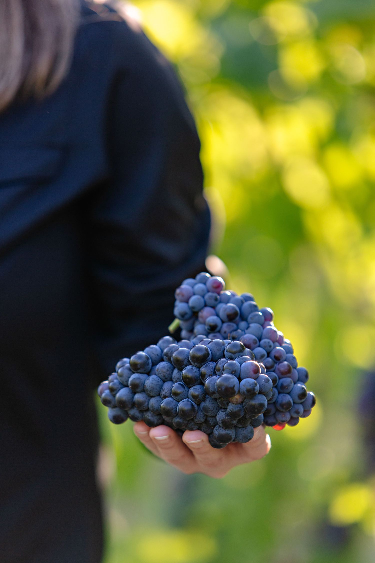 A hand wearing a dark sleeve holds a fresh cluster of ripe purple wine grapes against a blurred green background.
