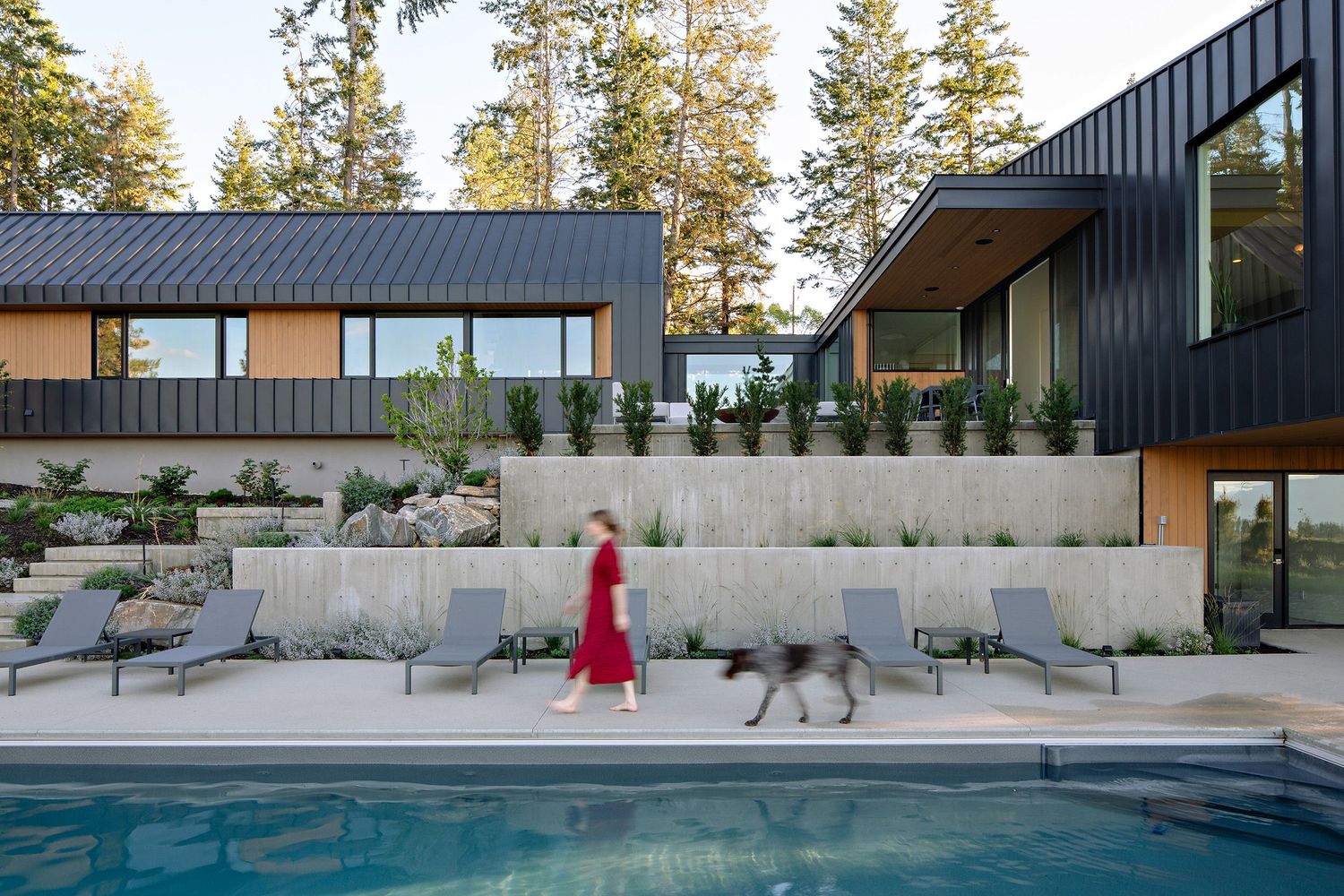 Modern hillside home with black metal exterior, concrete retaining walls and swimming pool featuring someone in red walking a dog.