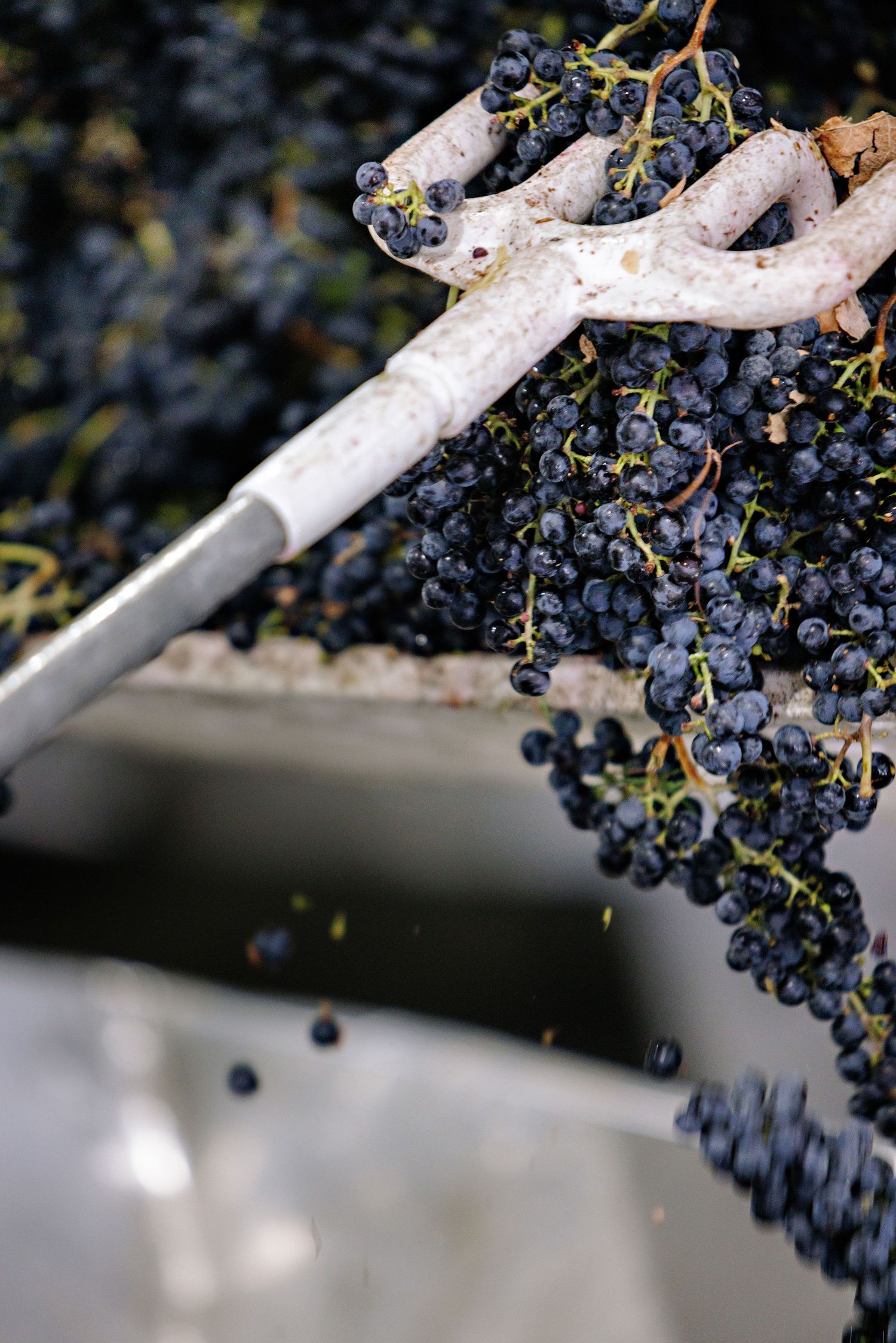Fresh harvested purple wine grapes being processed with traditional wooden tools during grape crush season.