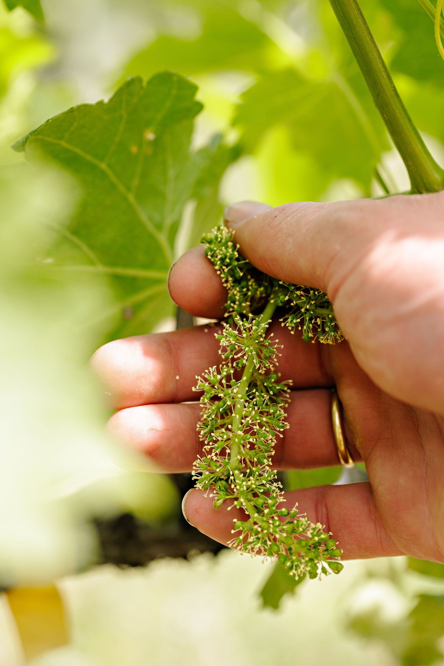 Hand holding small green grape vine flowers before they develop into grapes against blurred foliage background.