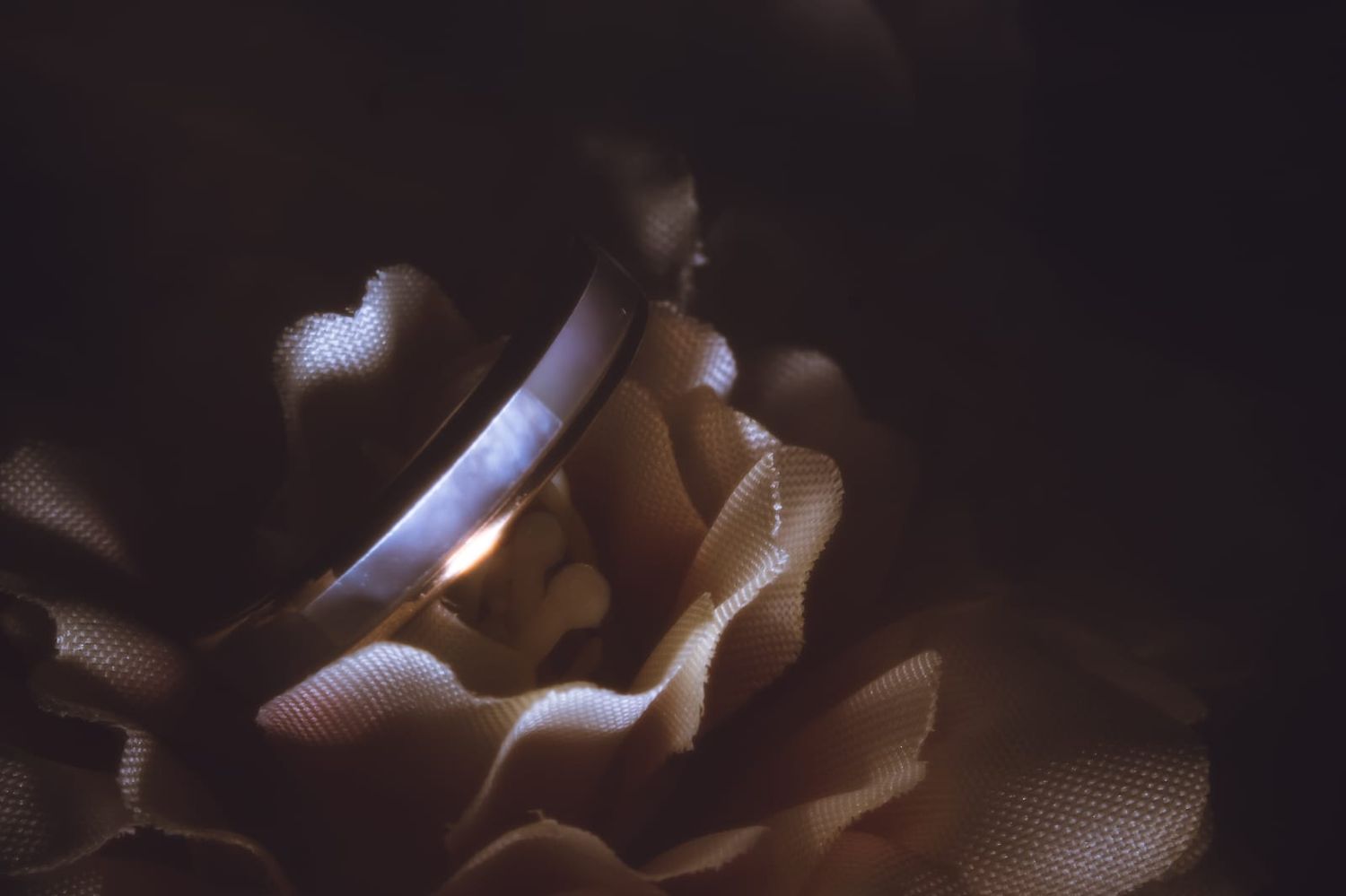 Close-up of a dark, moody rose with soft petals illuminated by a subtle warm light, creating an elegant floral abstract.
