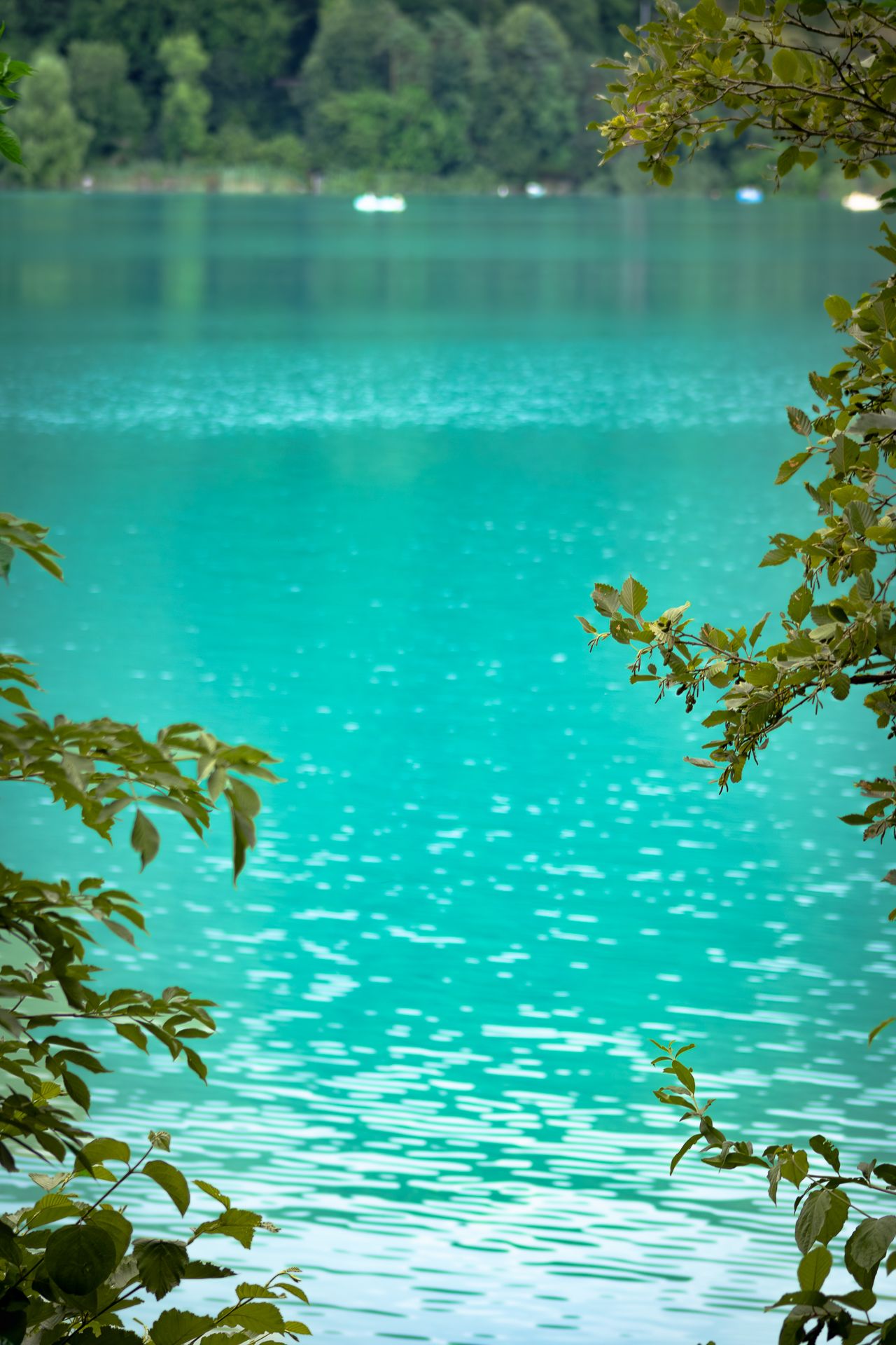 Tranquil turquoise lake water sparkles in sunlight with green foliage framing the peaceful scene.