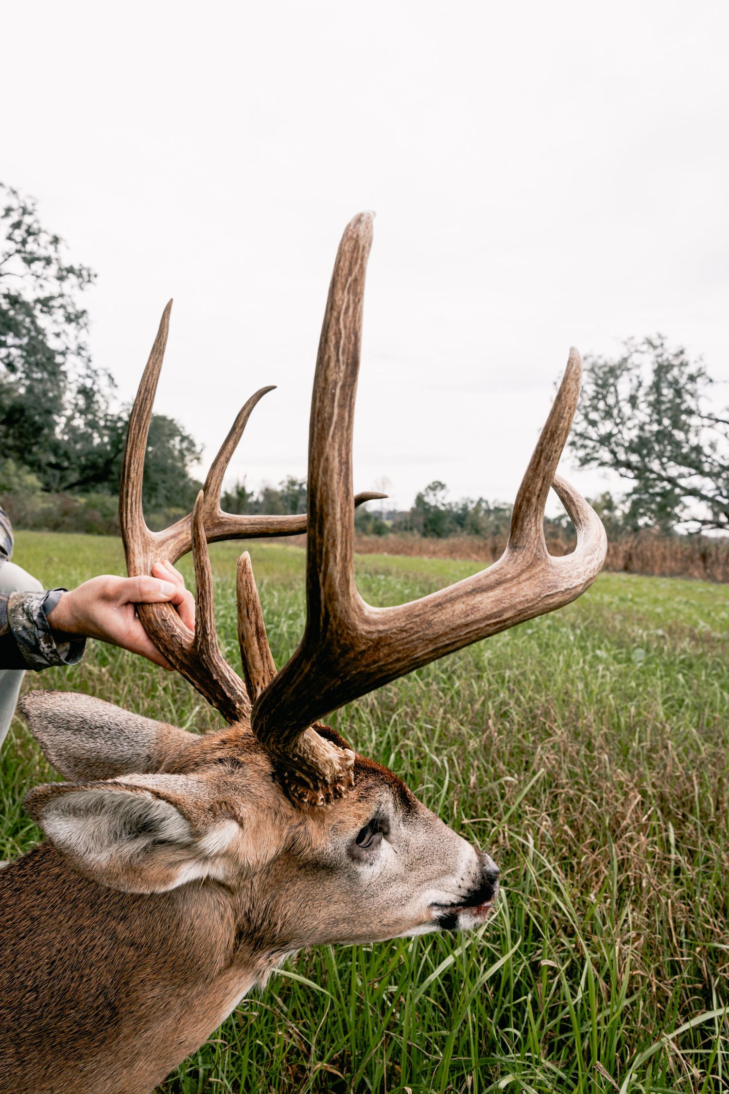 Close-up profile of whitetail deer buck with impressive antlers in green grass.