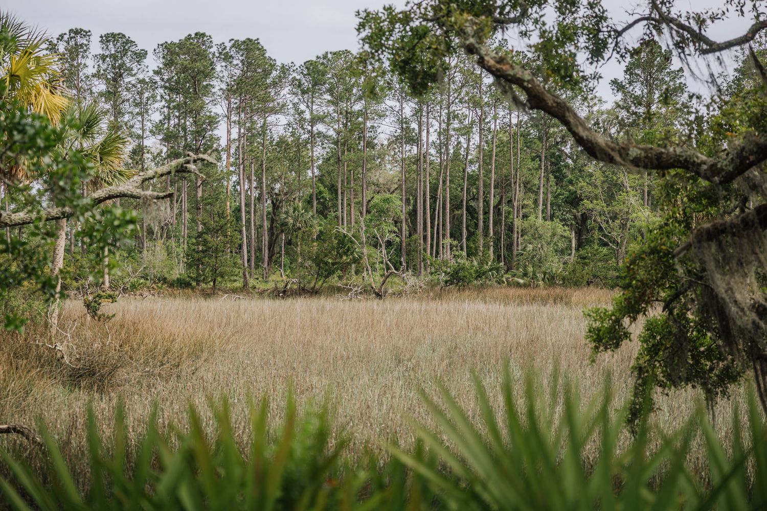 Panoramic view of a pine forest and grassland landscape during autumn.