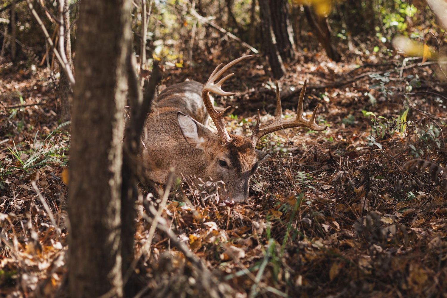 Close-up shot of fallen deer antlers on forest ground covered in autumn leaves.