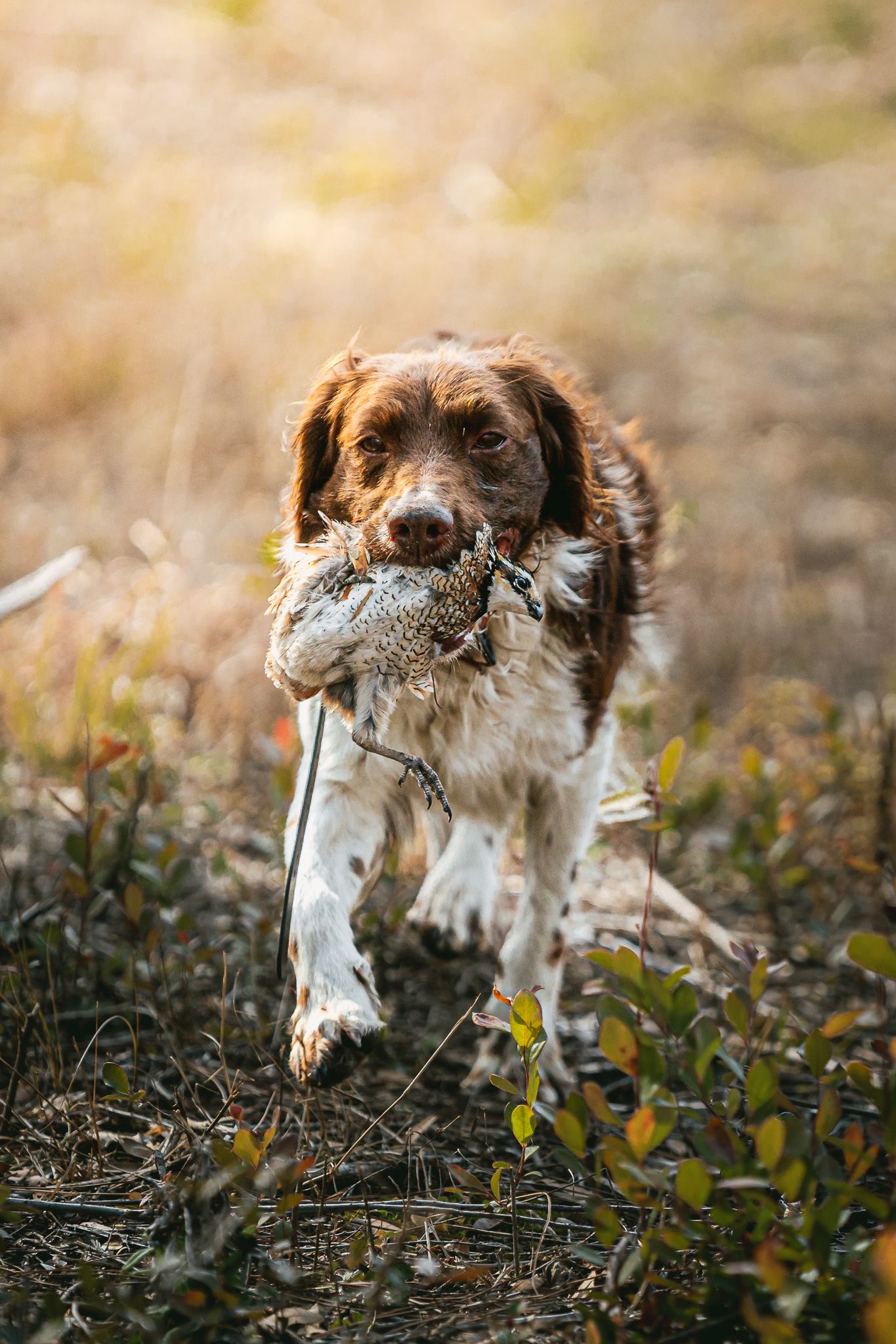 Hunting dog carrying a quail in its mouth through tall grass.