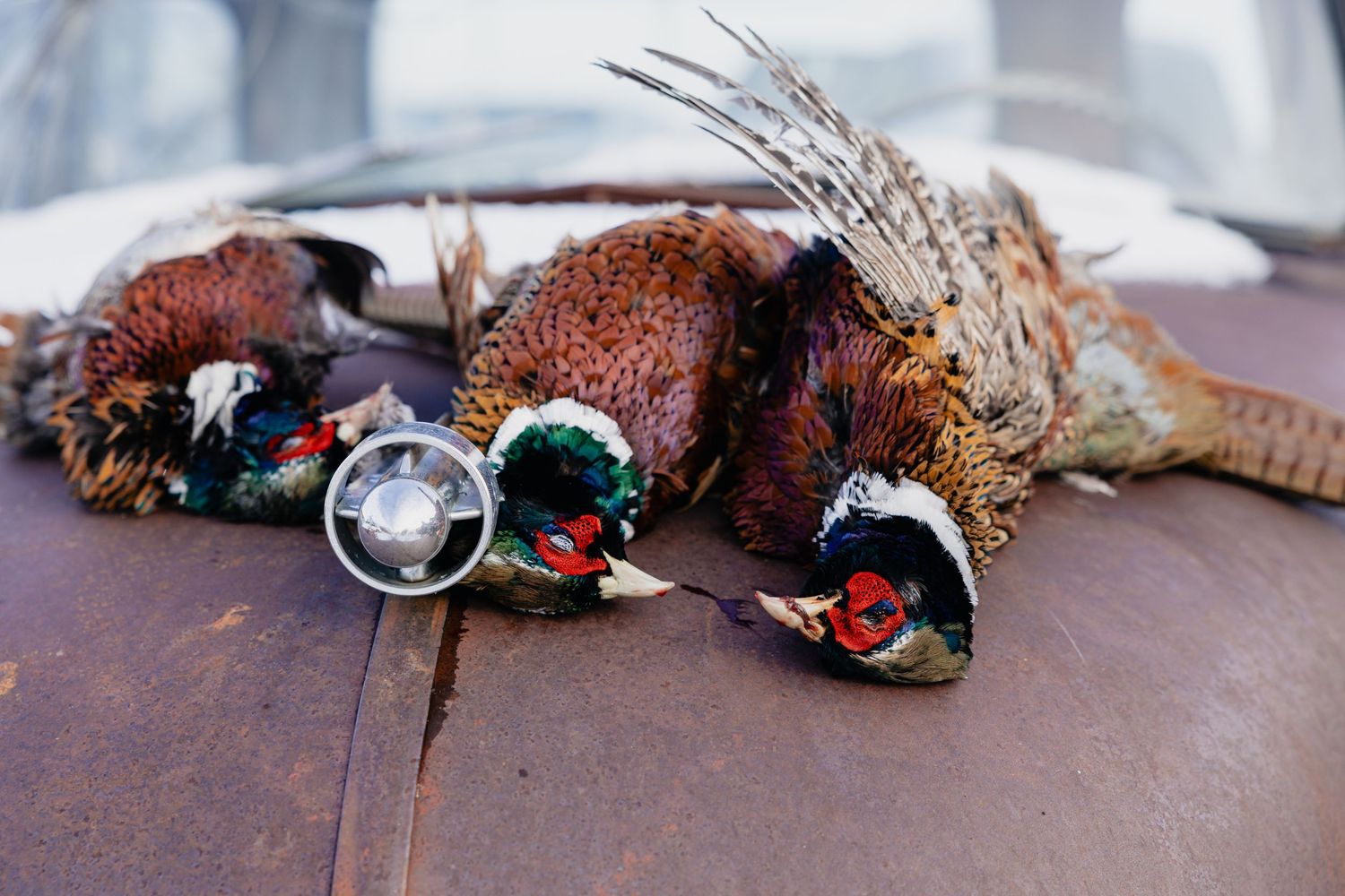 Three harvested ring-necked pheasants with colorful plumage displayed on a wooden surface after a hunting trip.