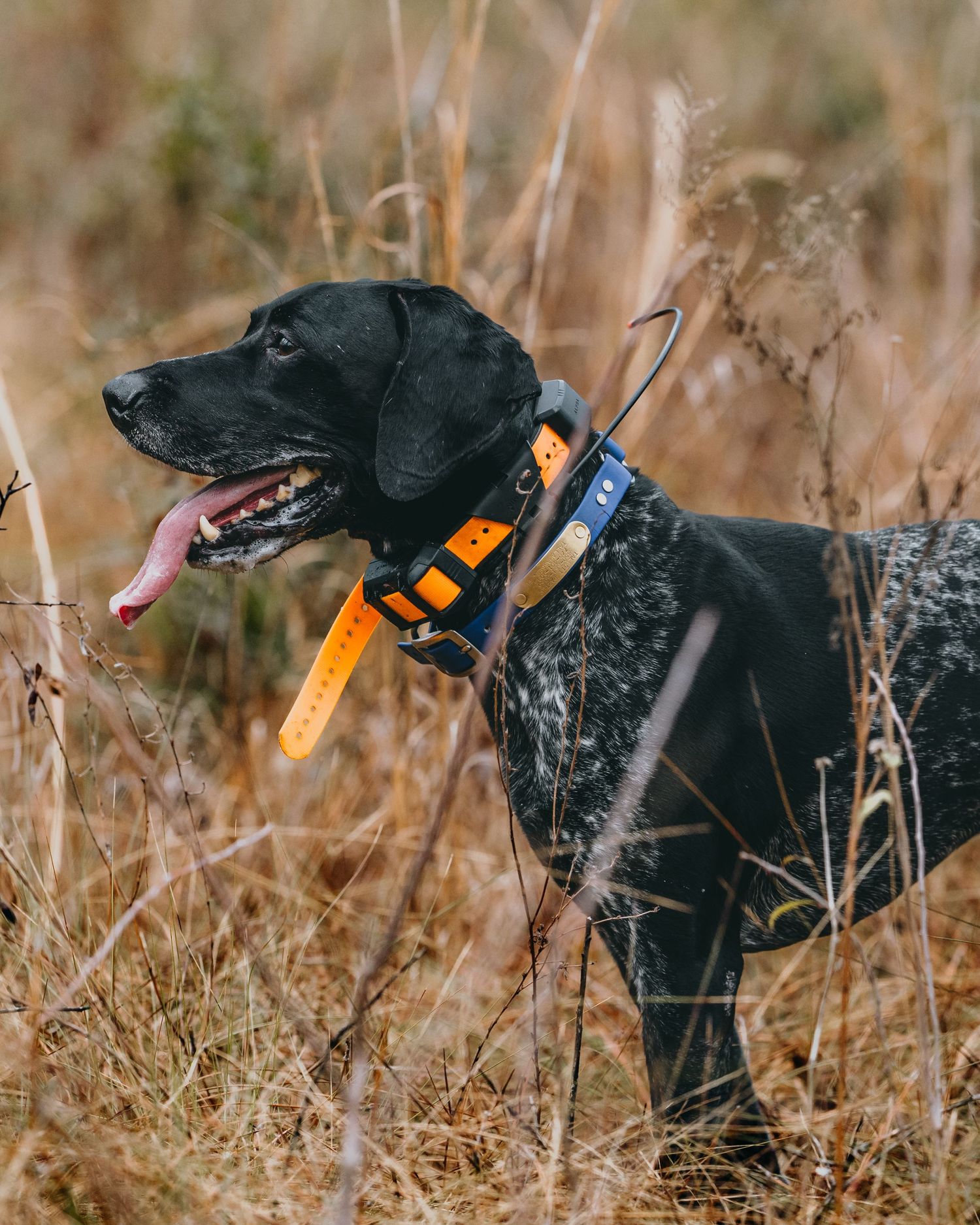 german shorthair pointer on point