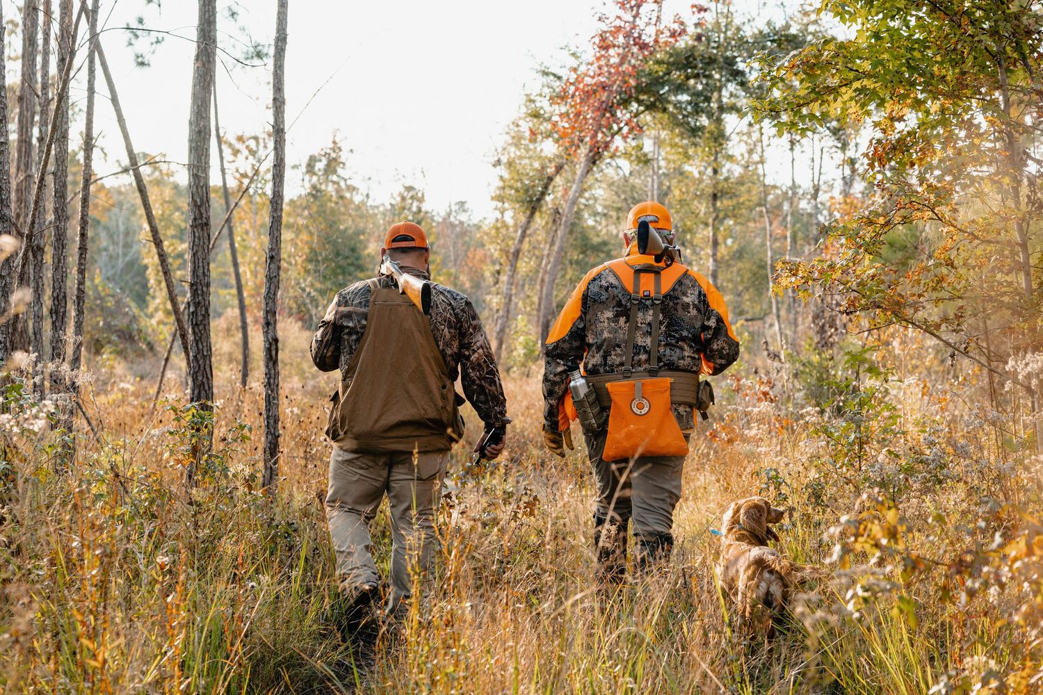 Two hunters in orange camouflage walk through autumn forest with a dog during hunting season.