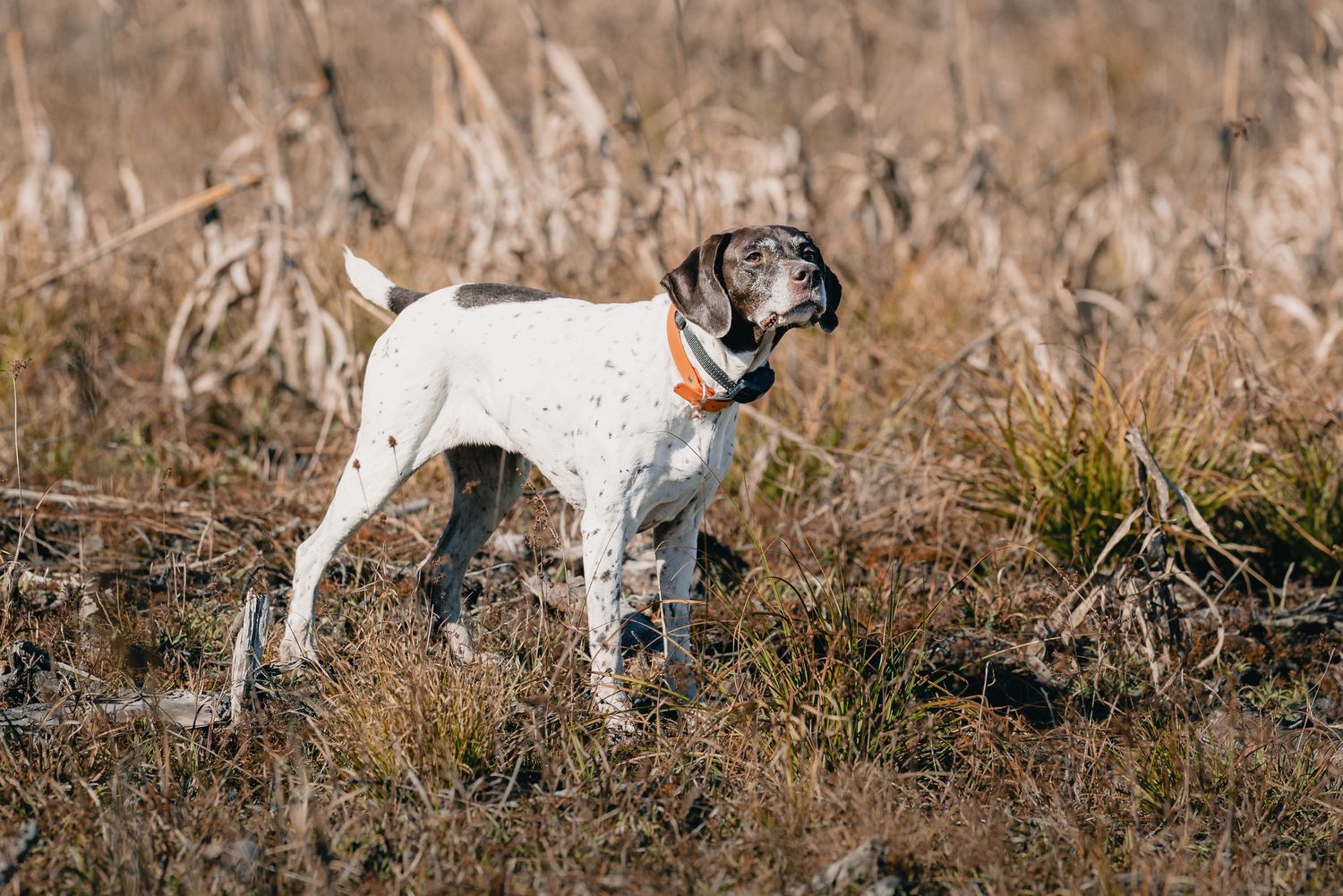 german shorthair pointer on point