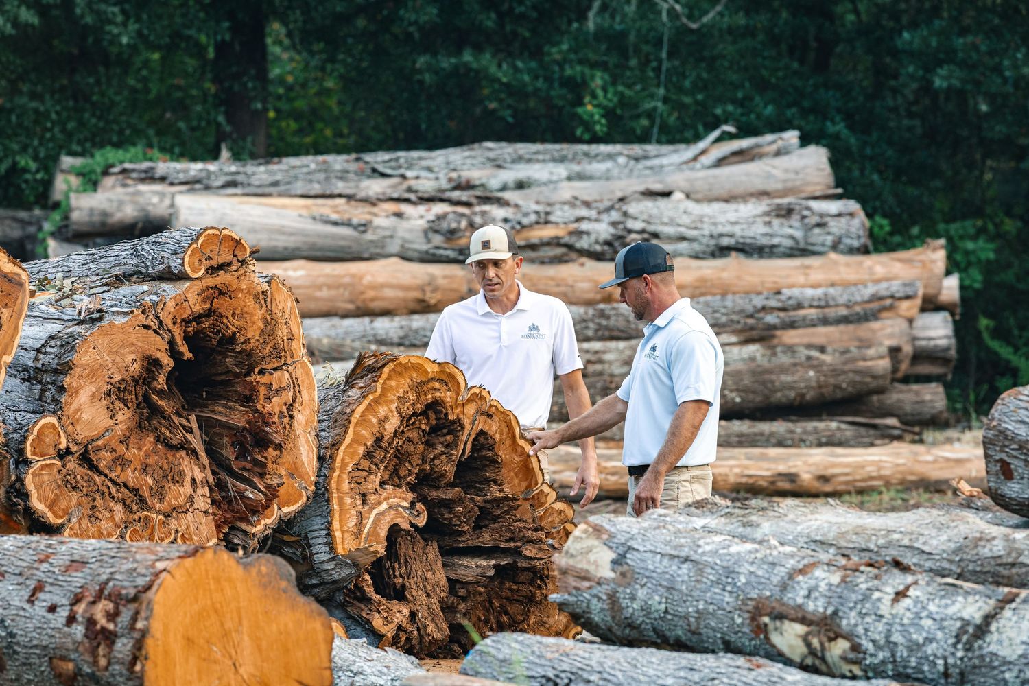 A collection of large fallen logs stacked together in a forest setting with sunlight filtering through the trees.