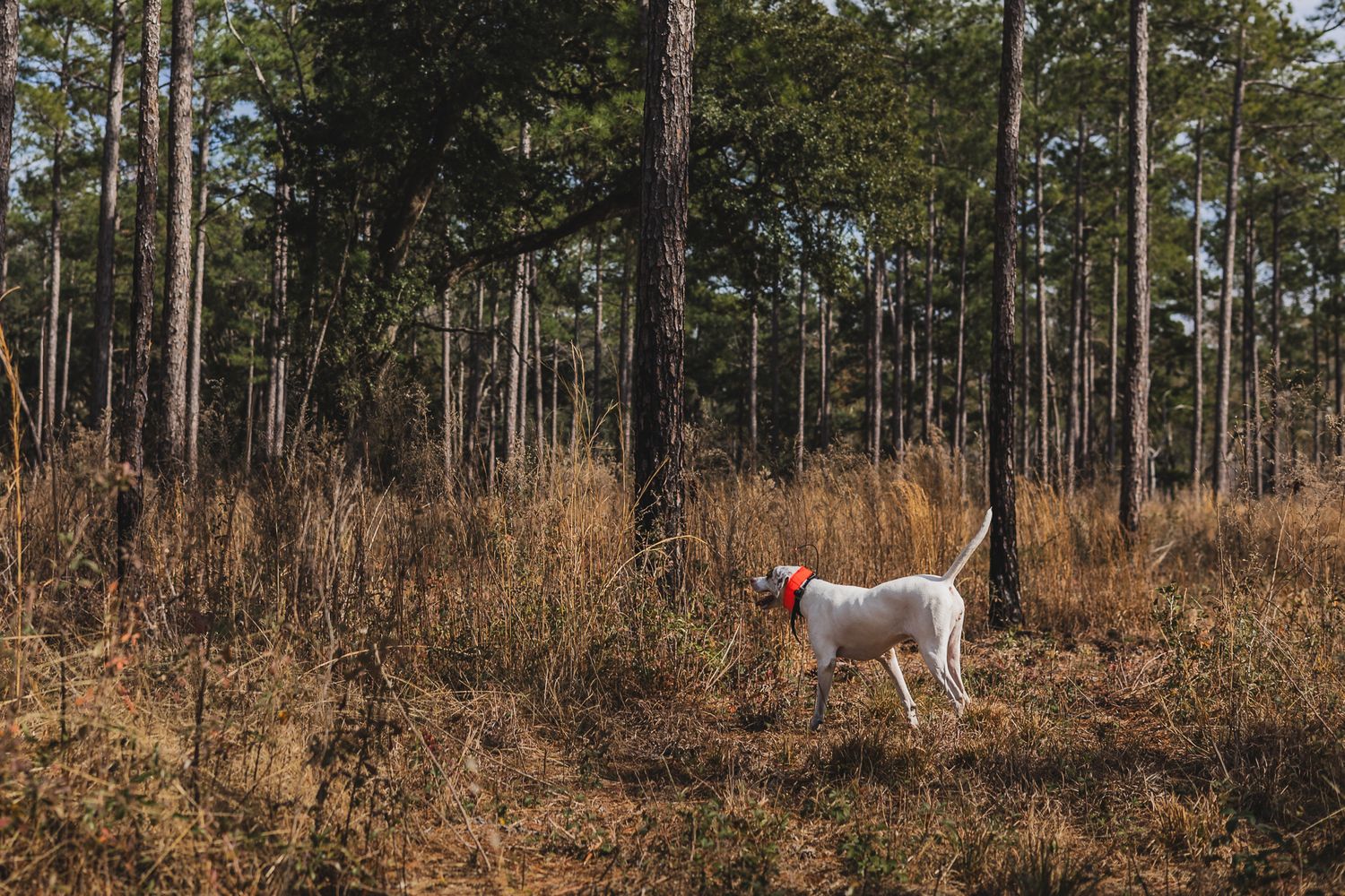 bird dog photographer