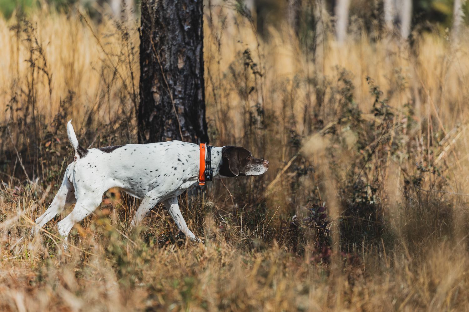 Hunting dogs traverse through tall grass in a wooded field.