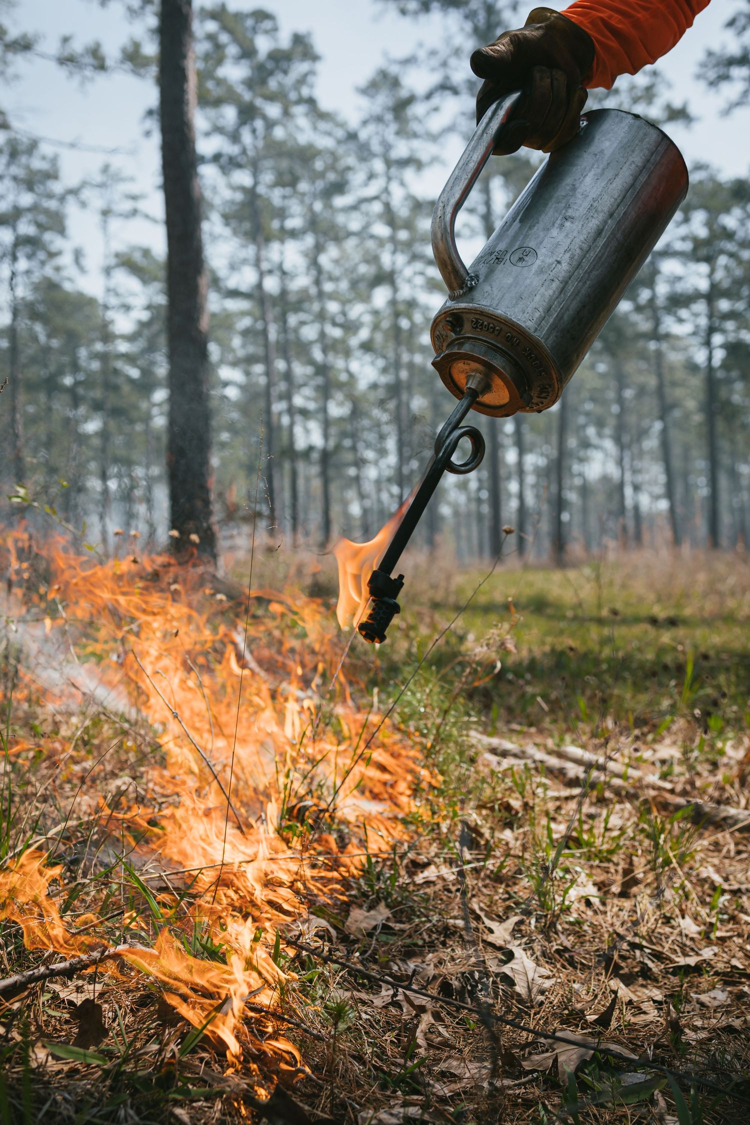 Drip torch igniting controlled burn in forest undergrowth.